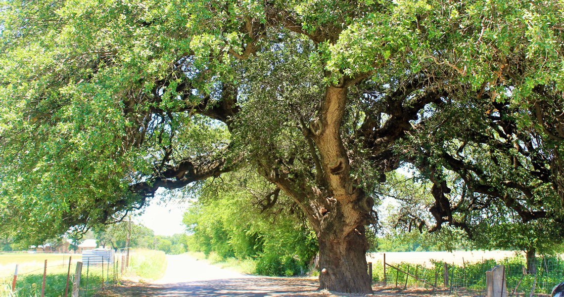 Fredericksburg Wine Club