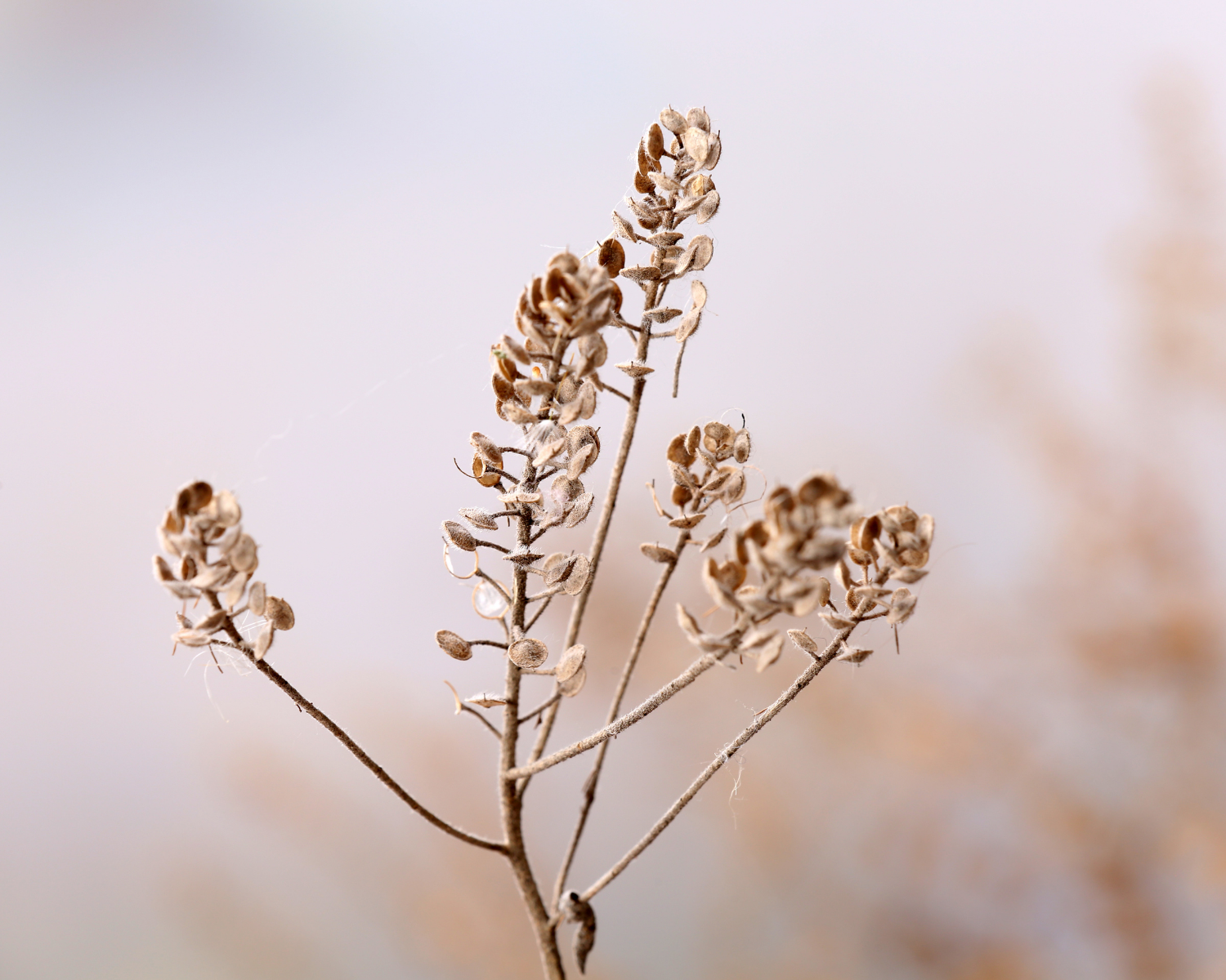 Couples therapy in MI, Best couples therapist in MI, LGBTQ Couples Therapist, Infertility Couples Counseling