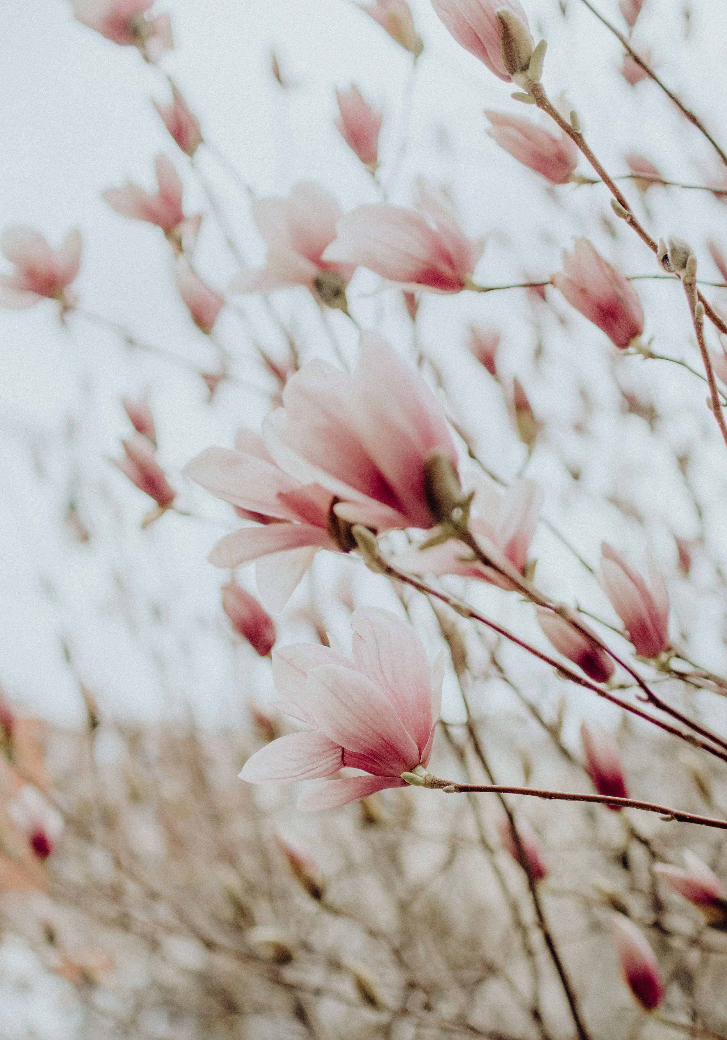 Pink magnolia flowers blooming on branches against a light sky background.