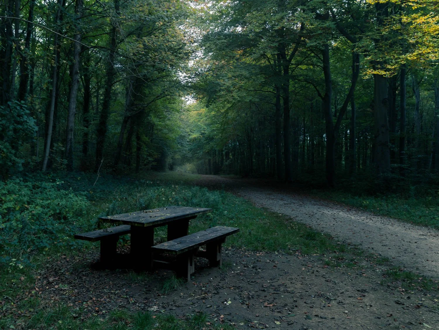 Whitwell Wood 2025 11-2.jpg