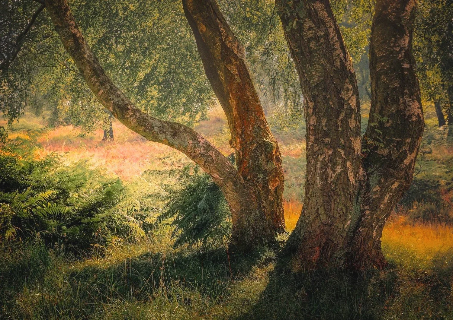 Burnished by the Sun - A3 Print