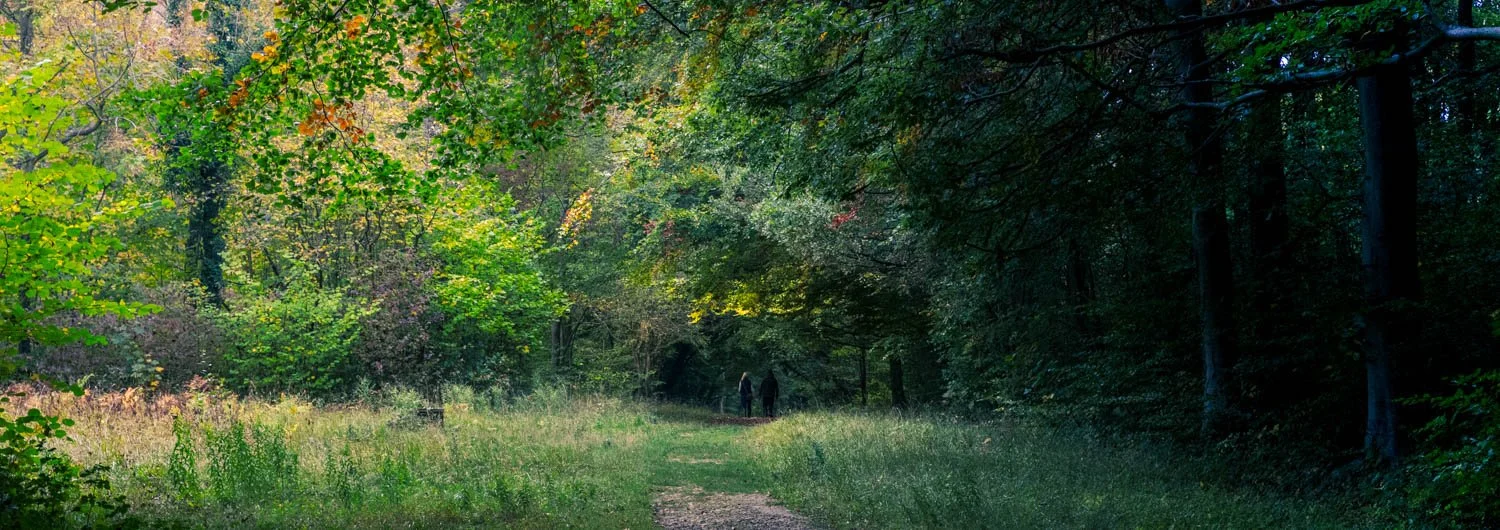 Whitwell Wood 2025 11-18.jpg