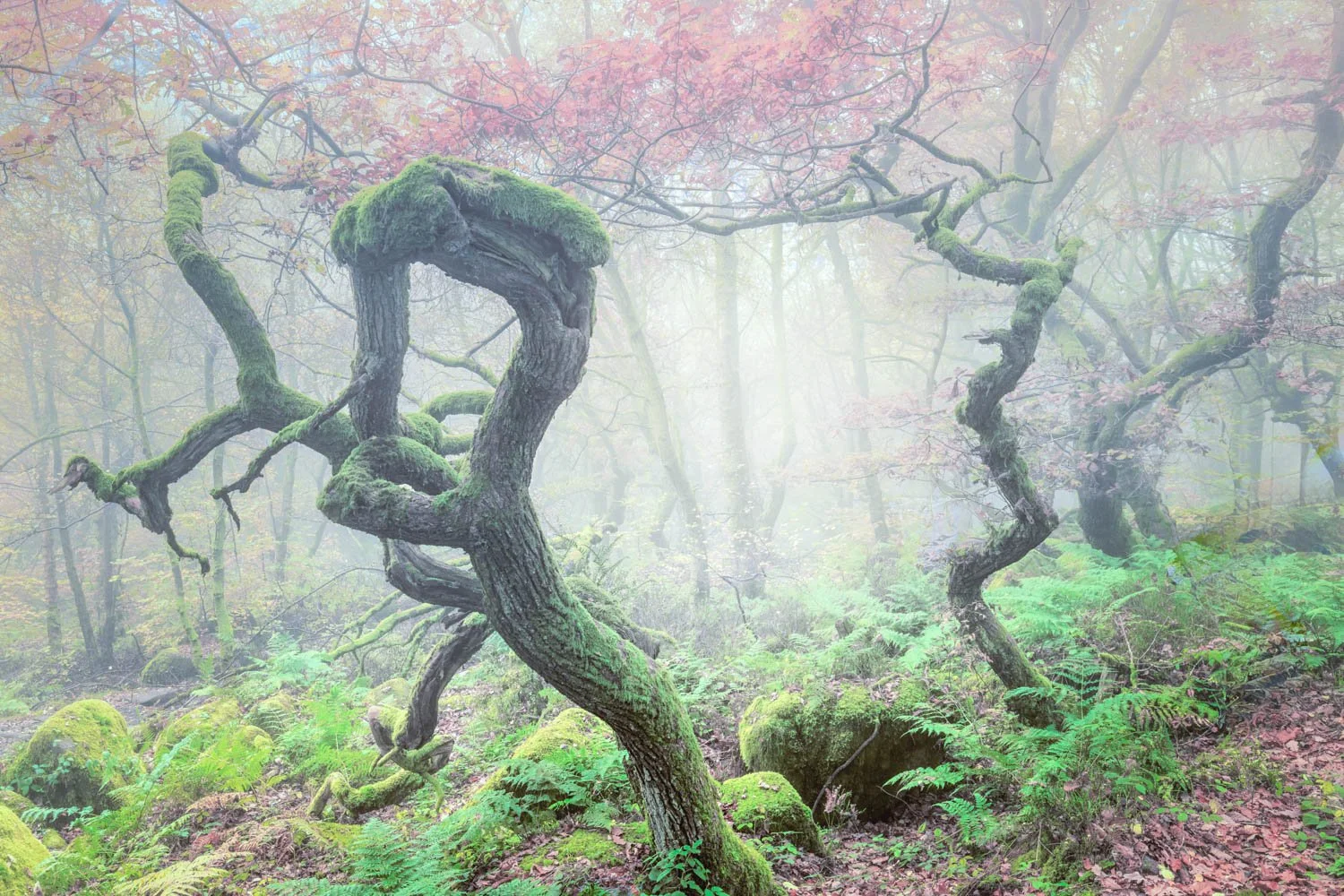  Woodland Dancer Padley Gorge 2024 10-178.jpg