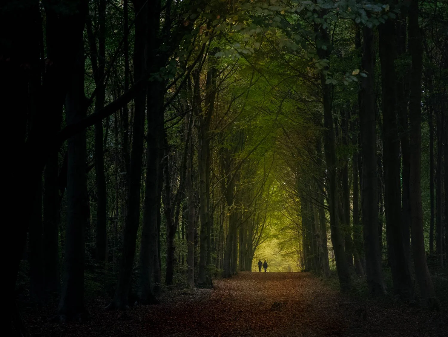 Whitwell Wood 2025 11-83.jpg