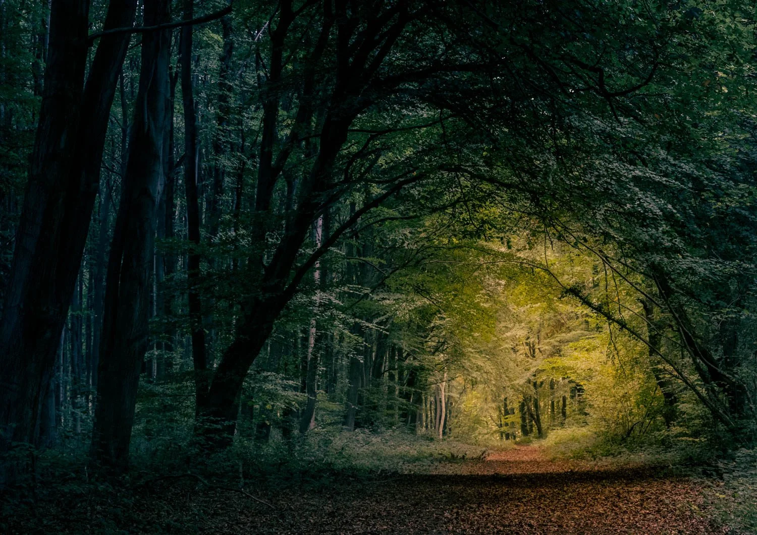 Whitwell Wood 2025 11-69.jpg