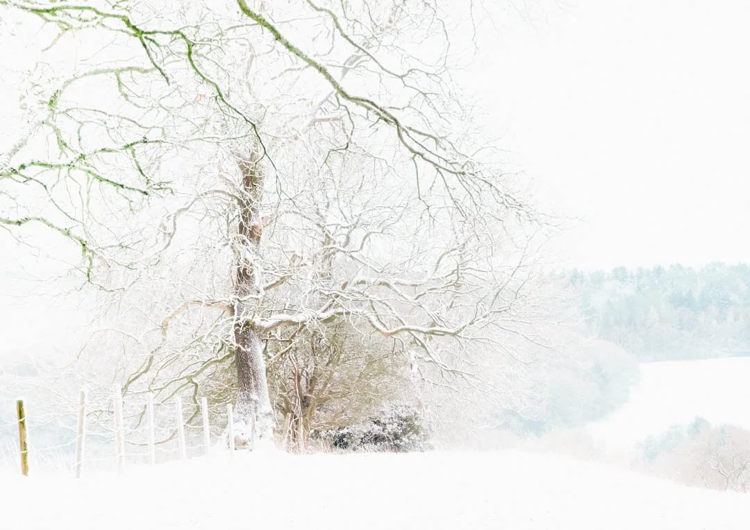 A Winter Sence 2025 01-2-2.jpg