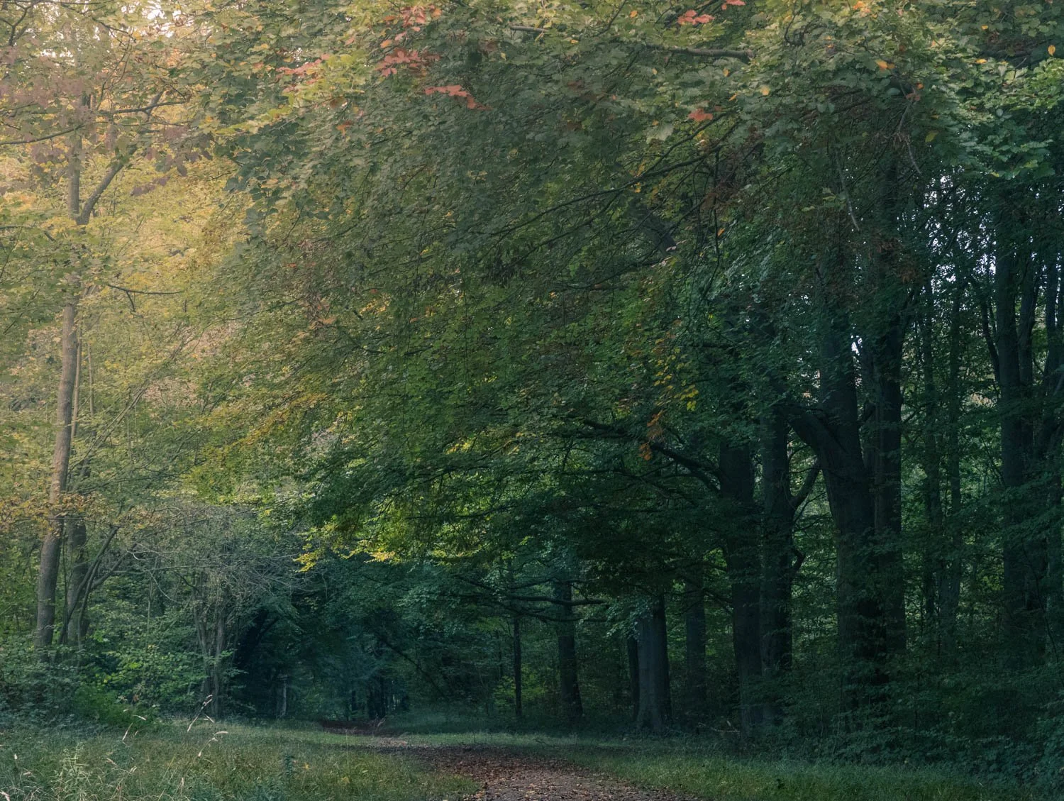 Whitwell Wood 2025 11-75.jpg