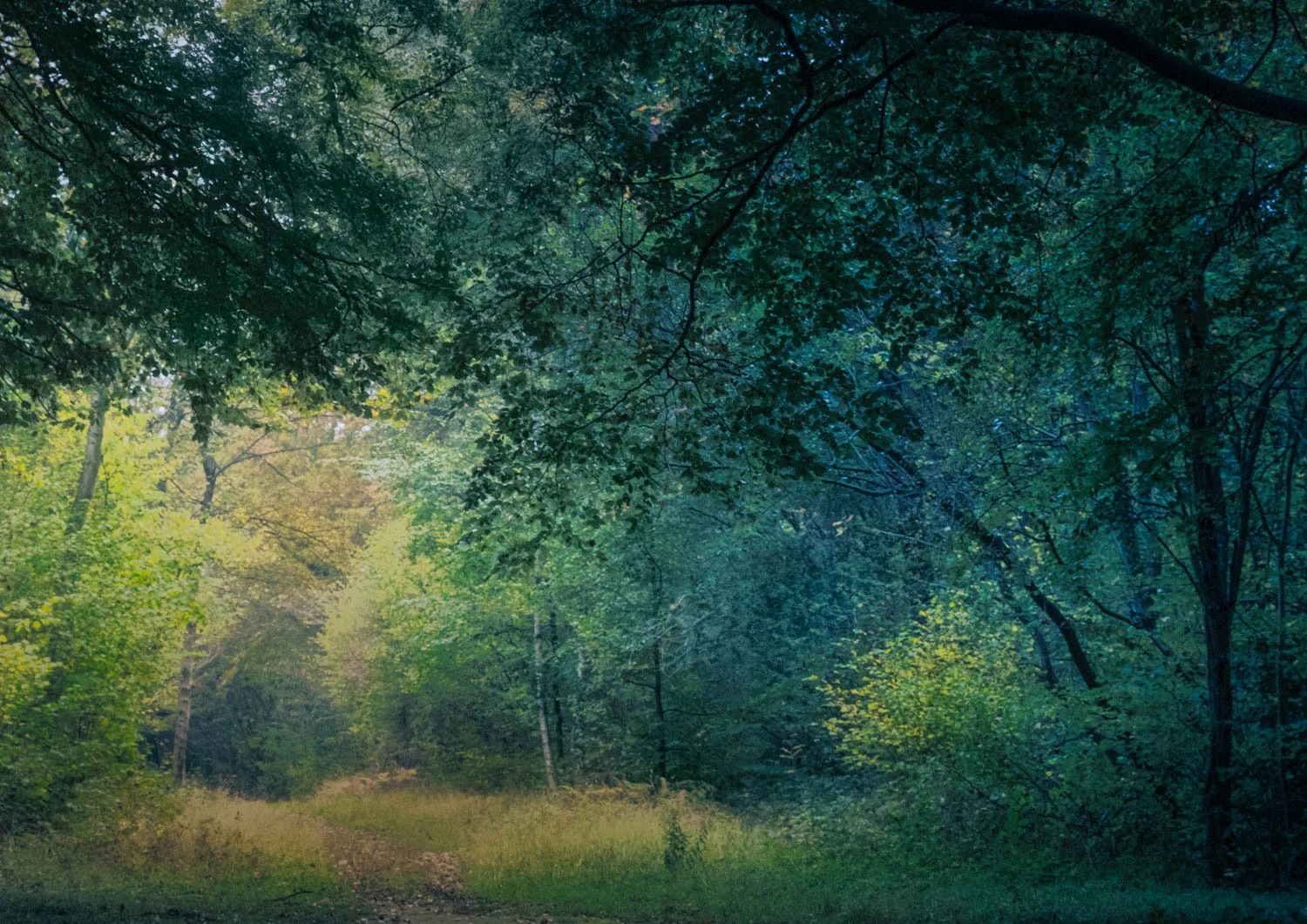 Forest Light Whitwell Wood 2025 11-67.jpg