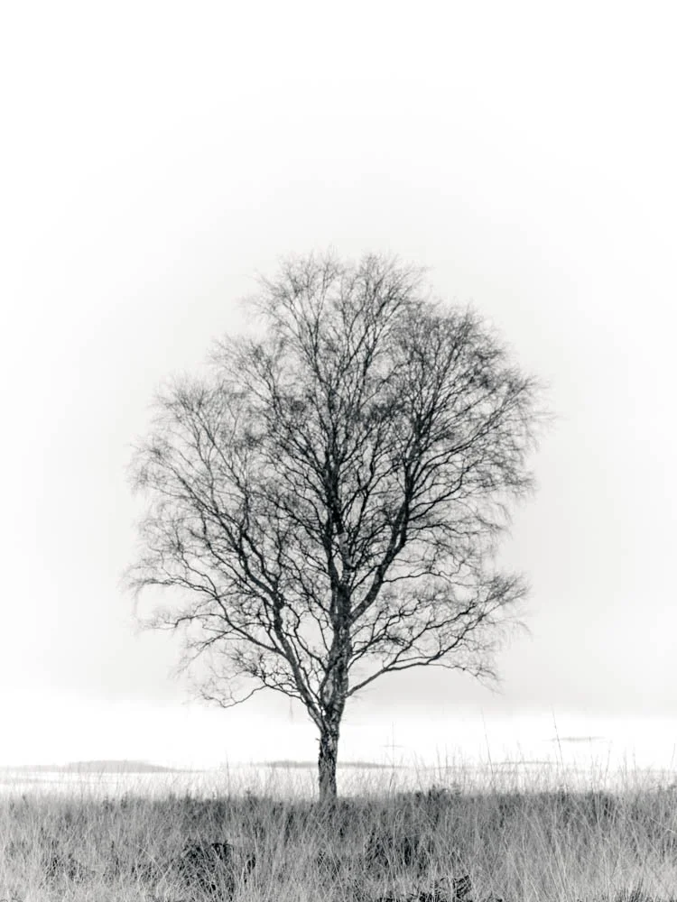 Winter Solitude - A3 Print