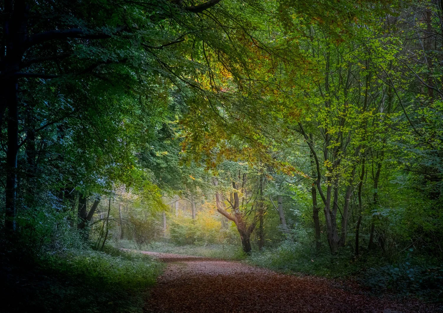 Whitwell Wood 2025 11-95.jpg