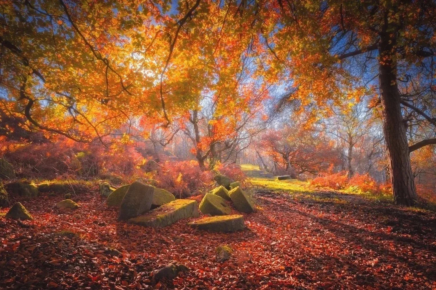 Autumn Glow - A3 Print