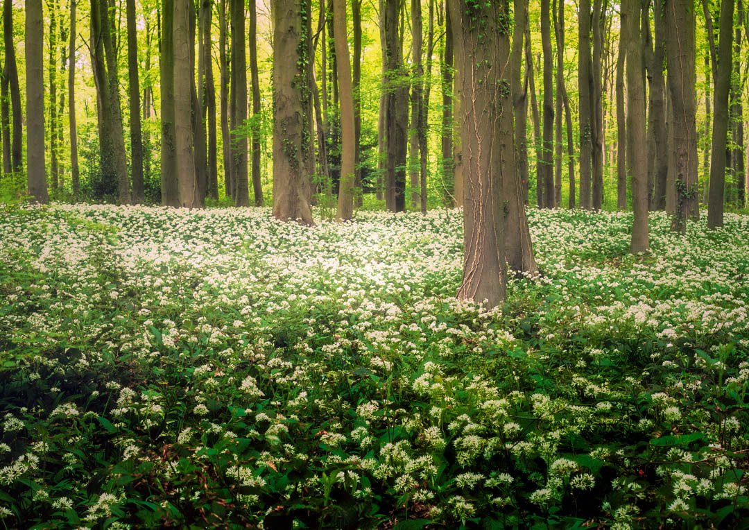 A Spring Carpet. Whitwell Woods 2025 05-1-2-Edit.jpg