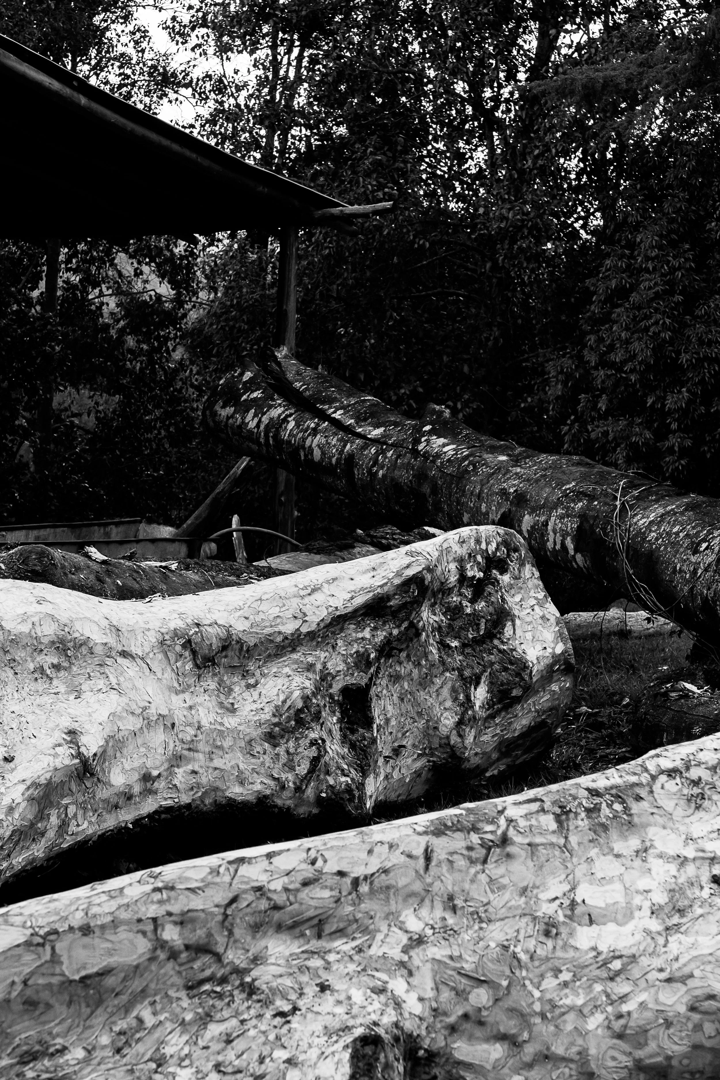 Árboles caídos en un entorno natural, con troncos grandes y rocas en primer plano, en una escena en blanco y negro.
