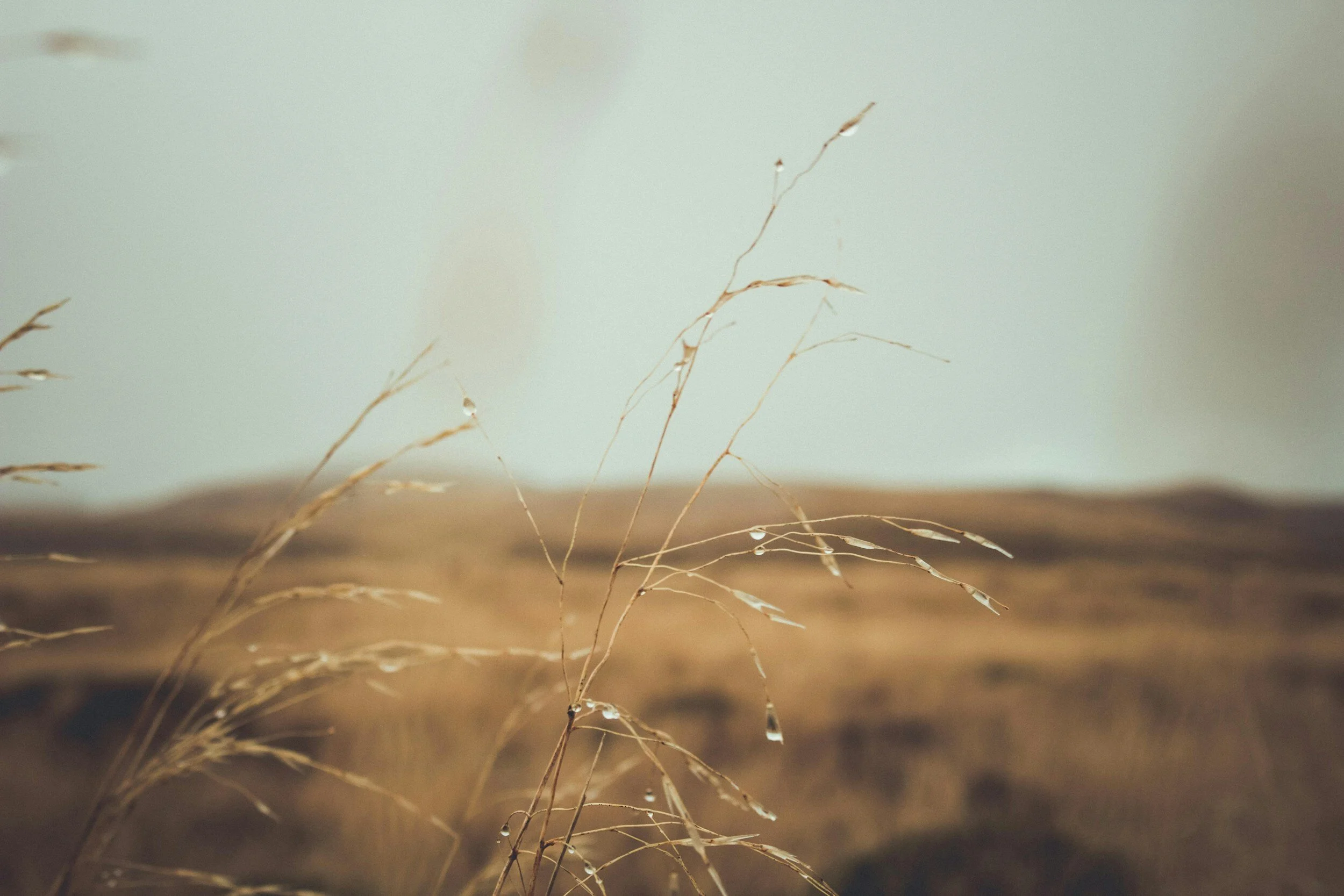 Close-up of dry grass with water droplets on the blades, blurred background of a field and sky.