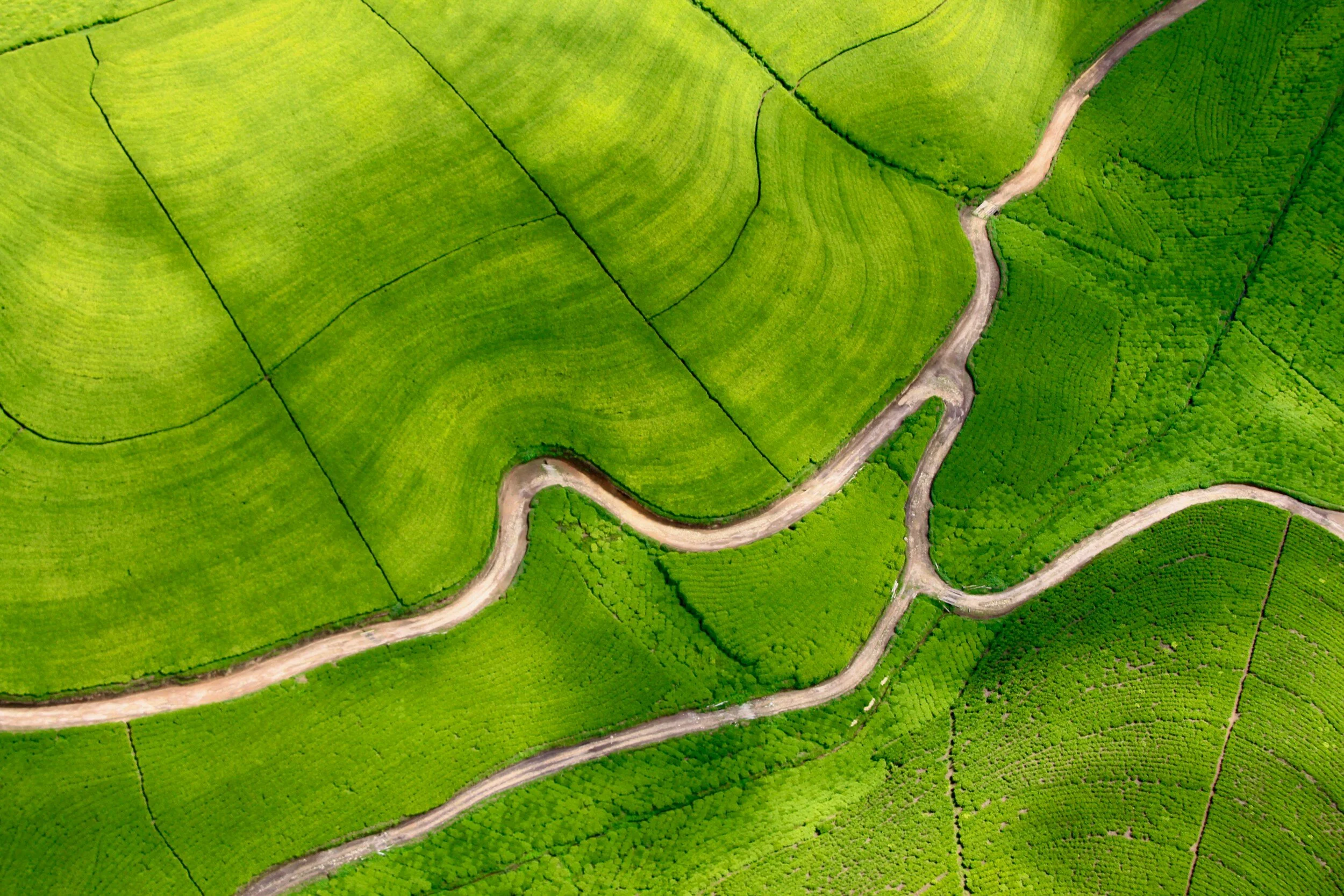 Aerial view of green agricultural fields with a winding dirt road running through them.