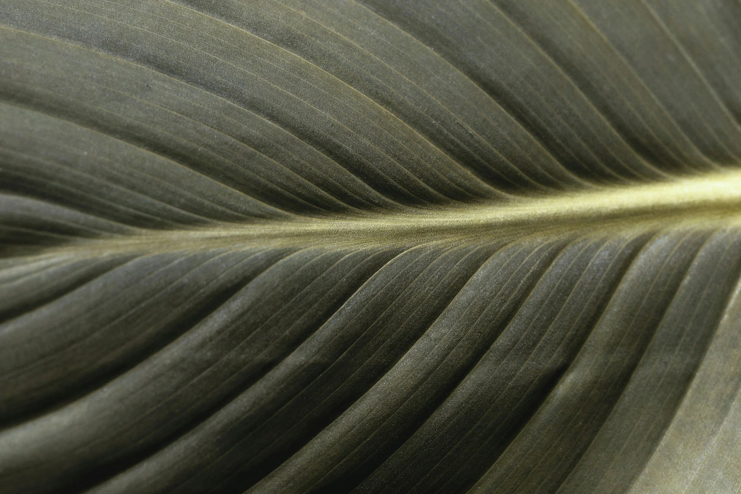 Close-up of large green tropical palm leaf with detailed texture and parallel veins.