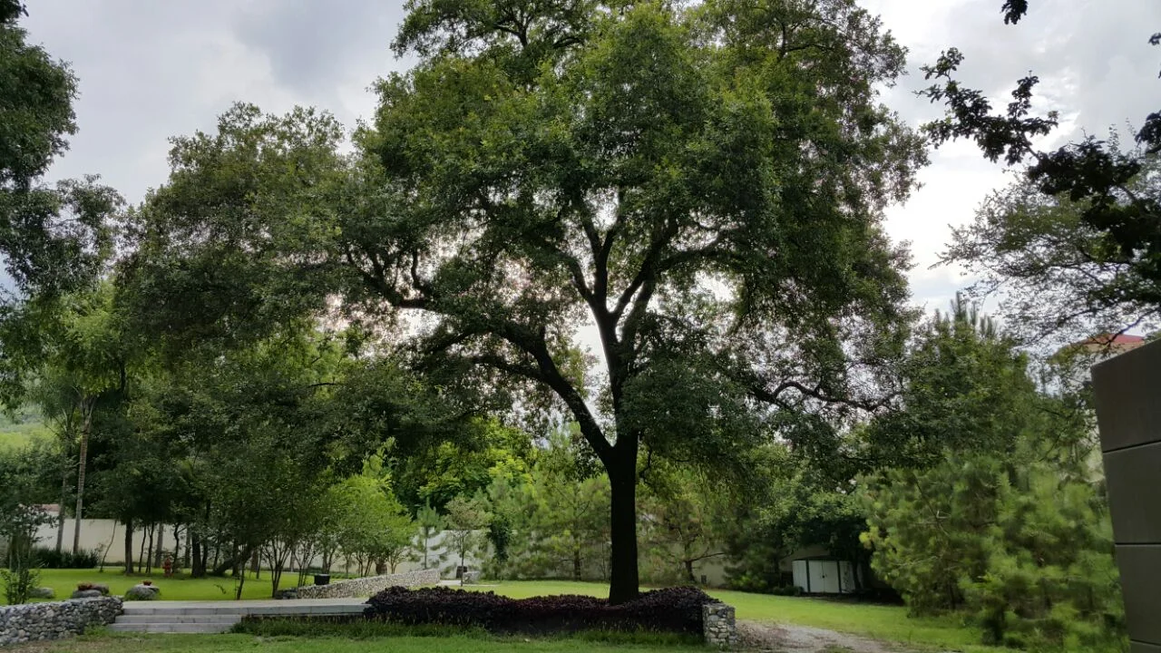 Foto 11-07-15 19 45 03.jpg