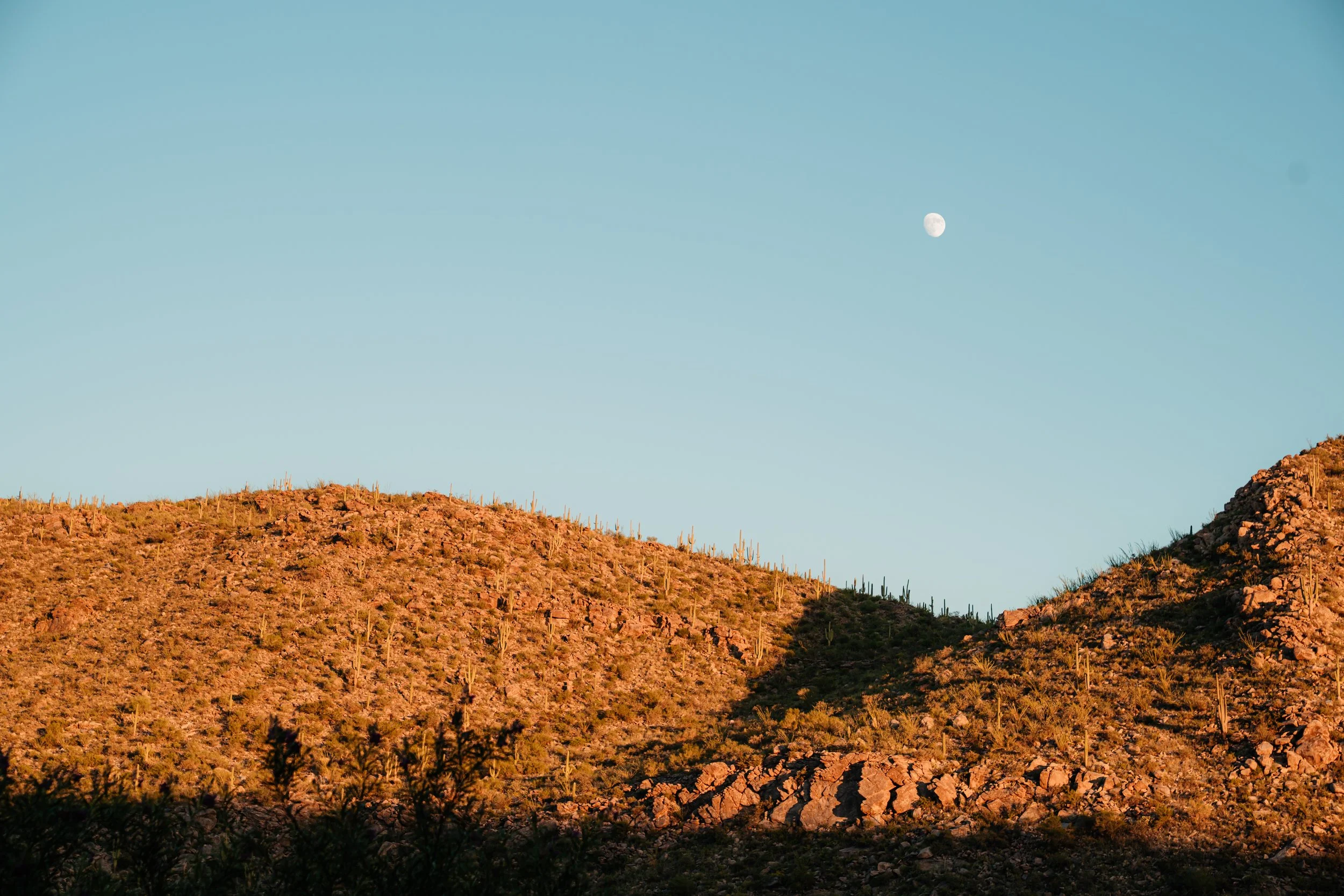 Arid desert landscape with hills covered in cacti, under a clear blue sky with visible moon.