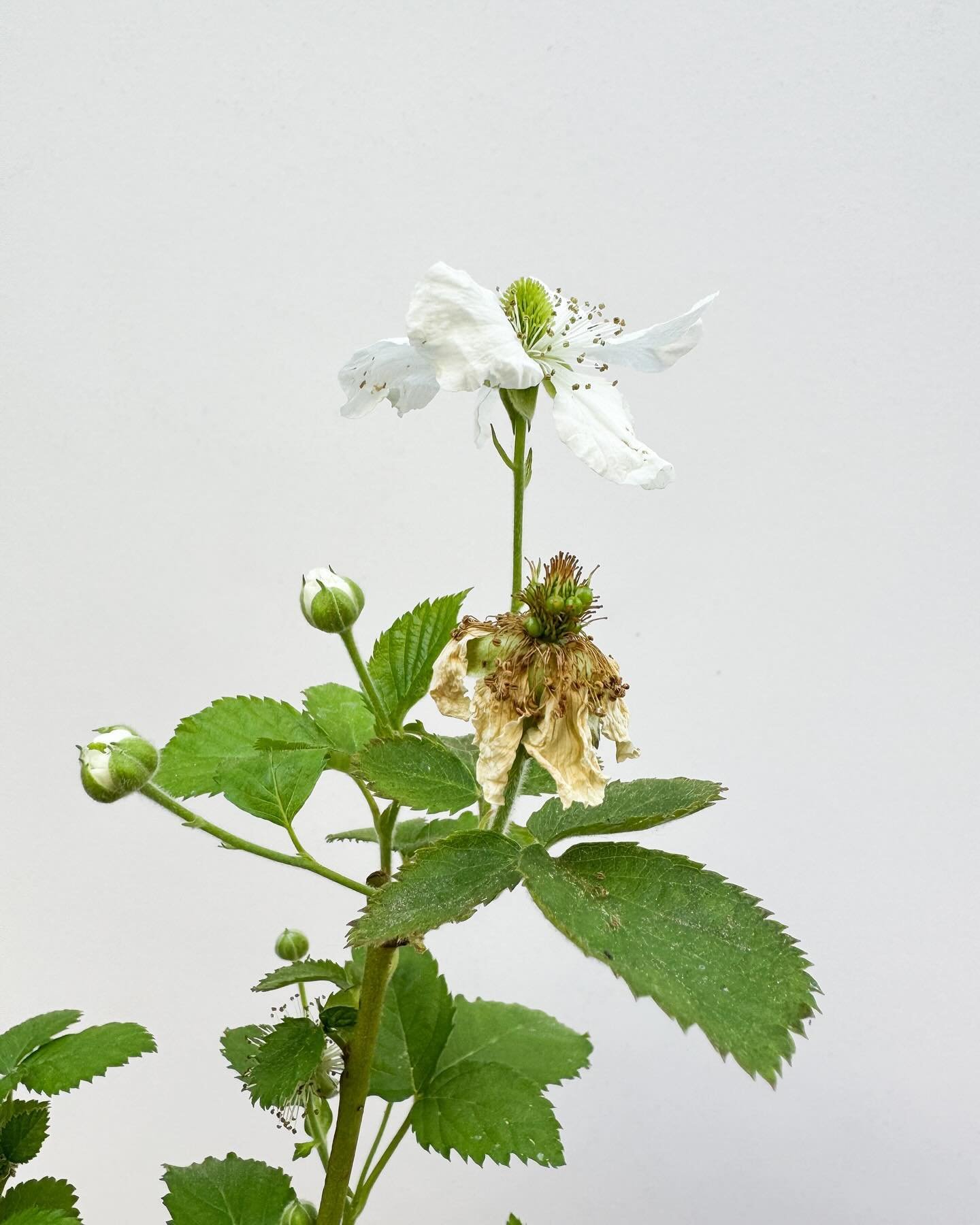 The little blackberry flowers on a Good Day can bring me so much joy.  So I bought a blackberry bush and am soooo very excited to watch it bloom. See what's coming out of that wilting flower?! That blackberry is most definitely going to garnish a Goo