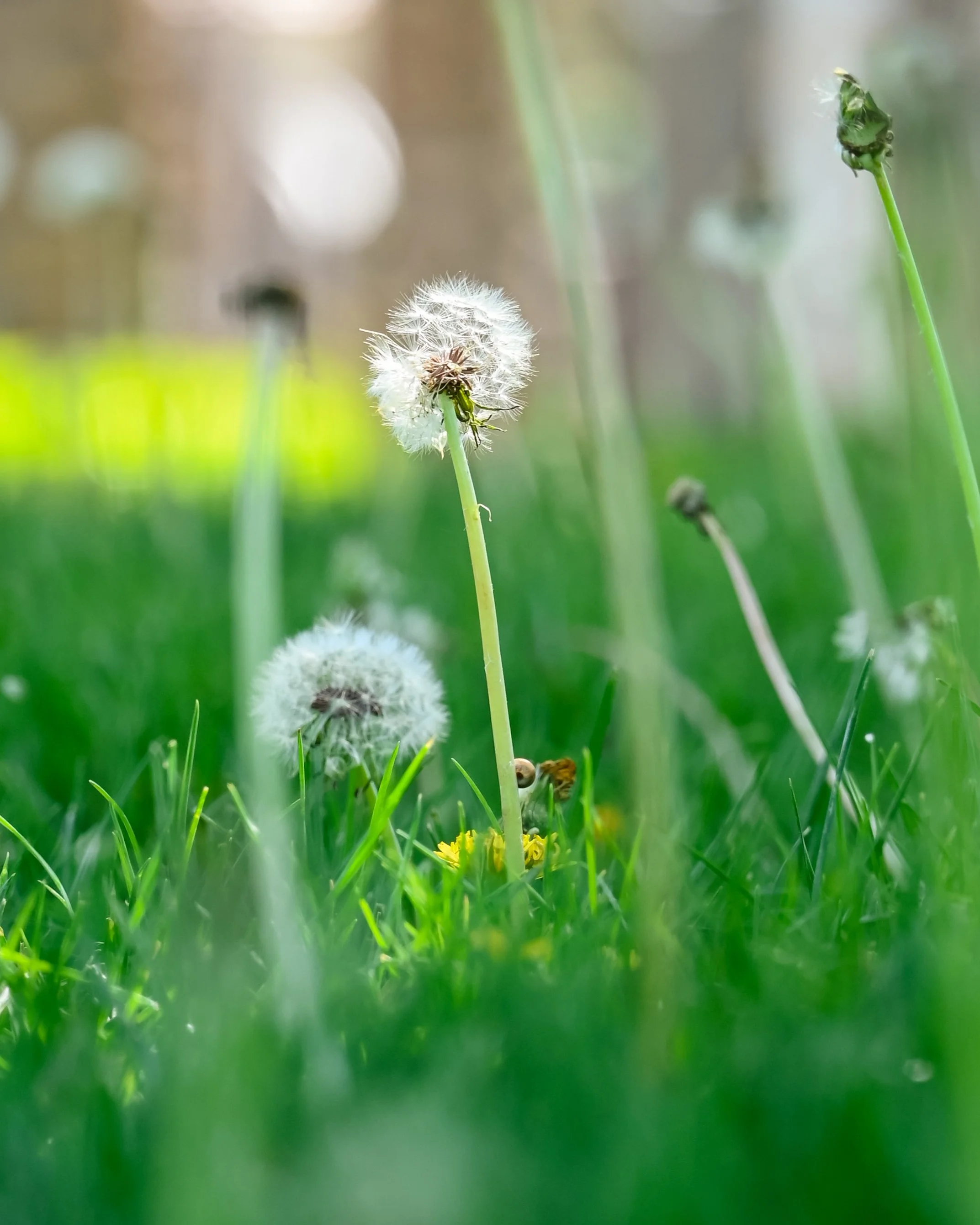 Dandelion Fields