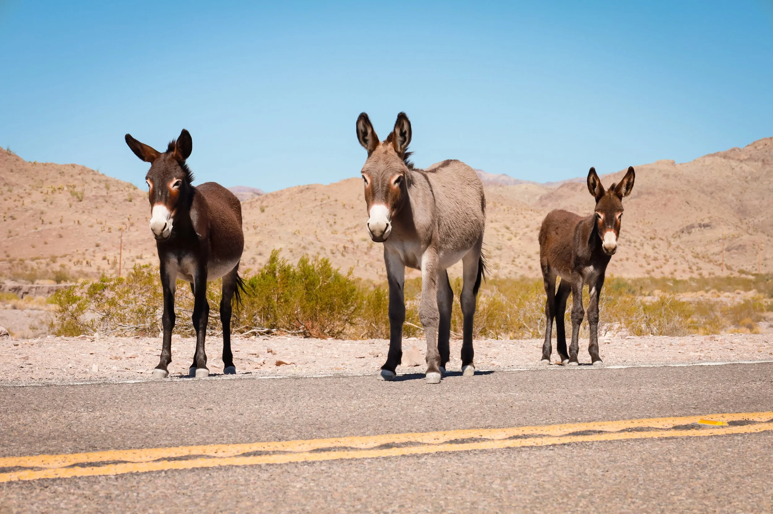 Burros  |  Oatman, Arizona