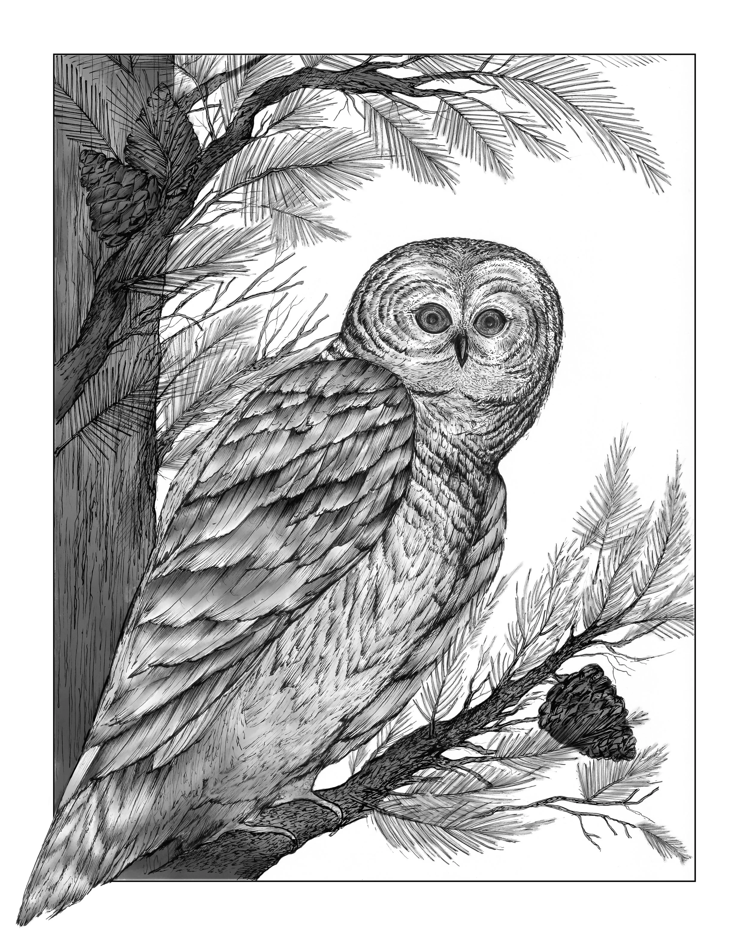 Owl in the Tree-3.jpg