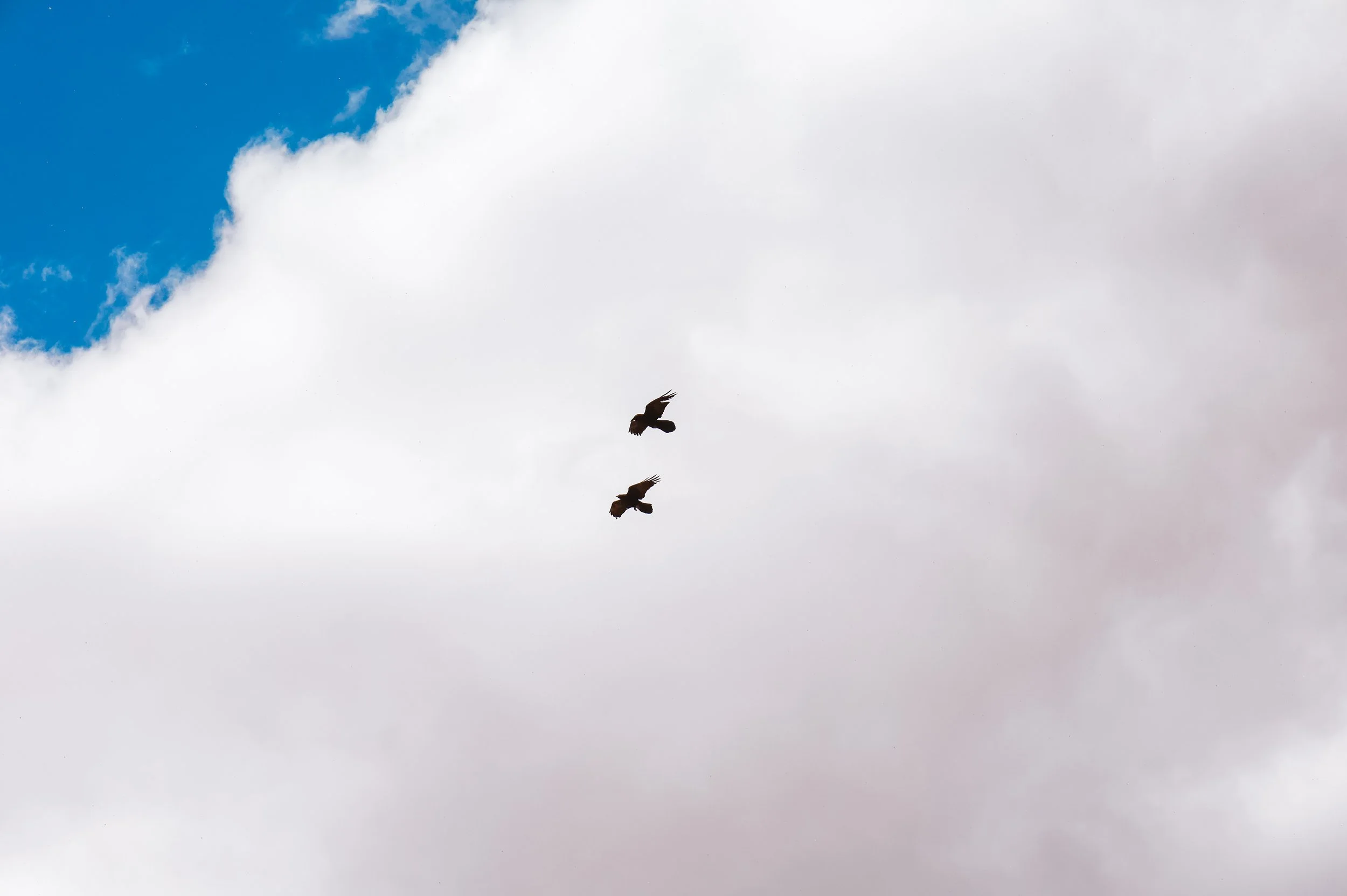 Birds in Flight