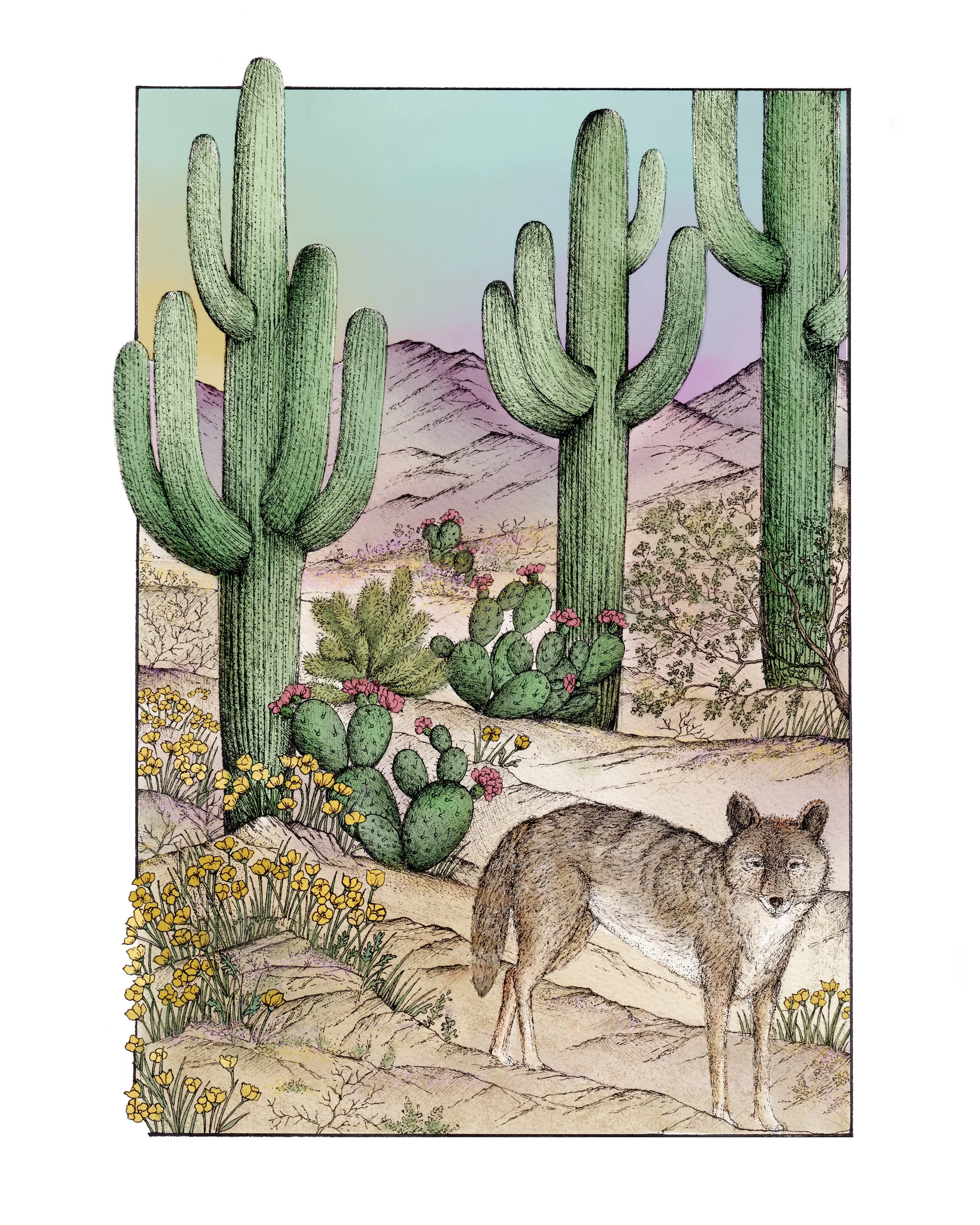 Saguaro National Park.jpg