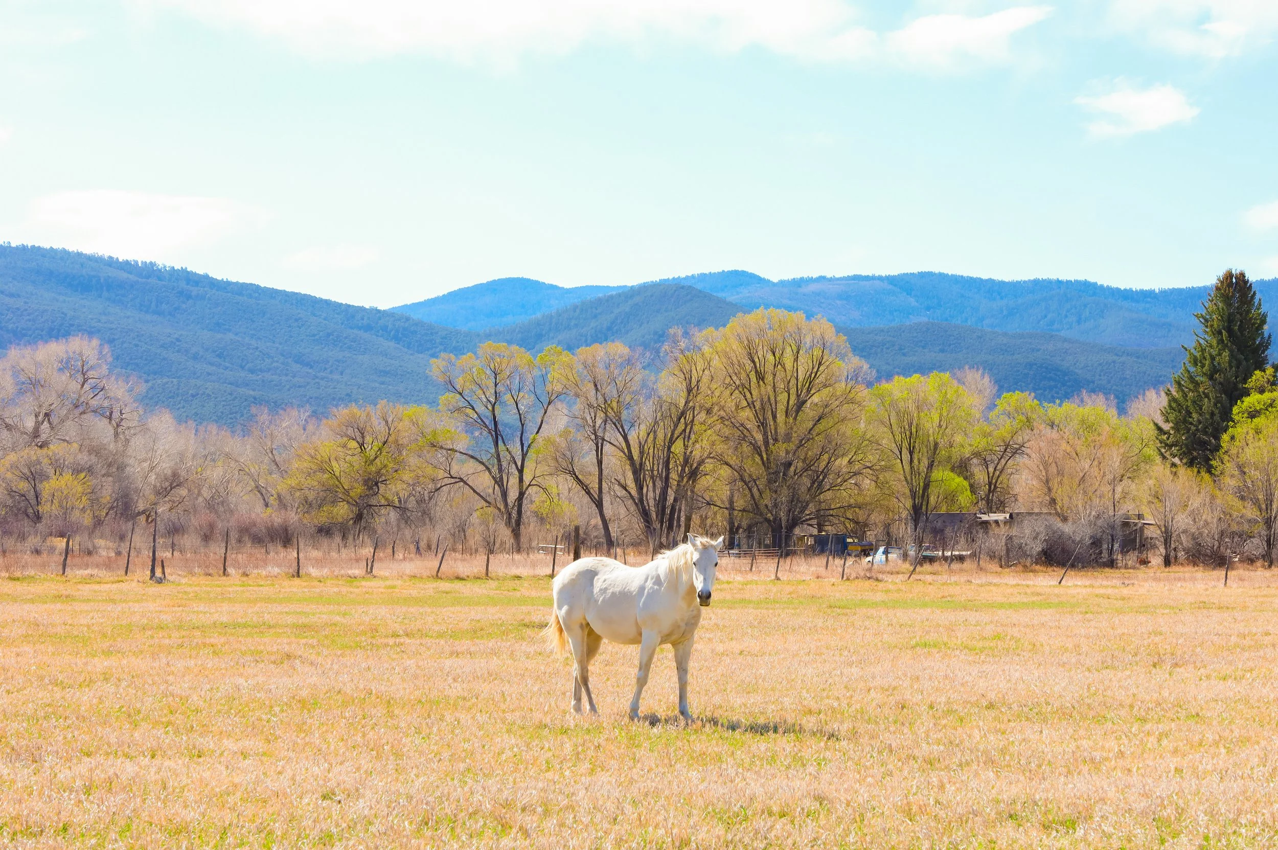 A Horse in Taos