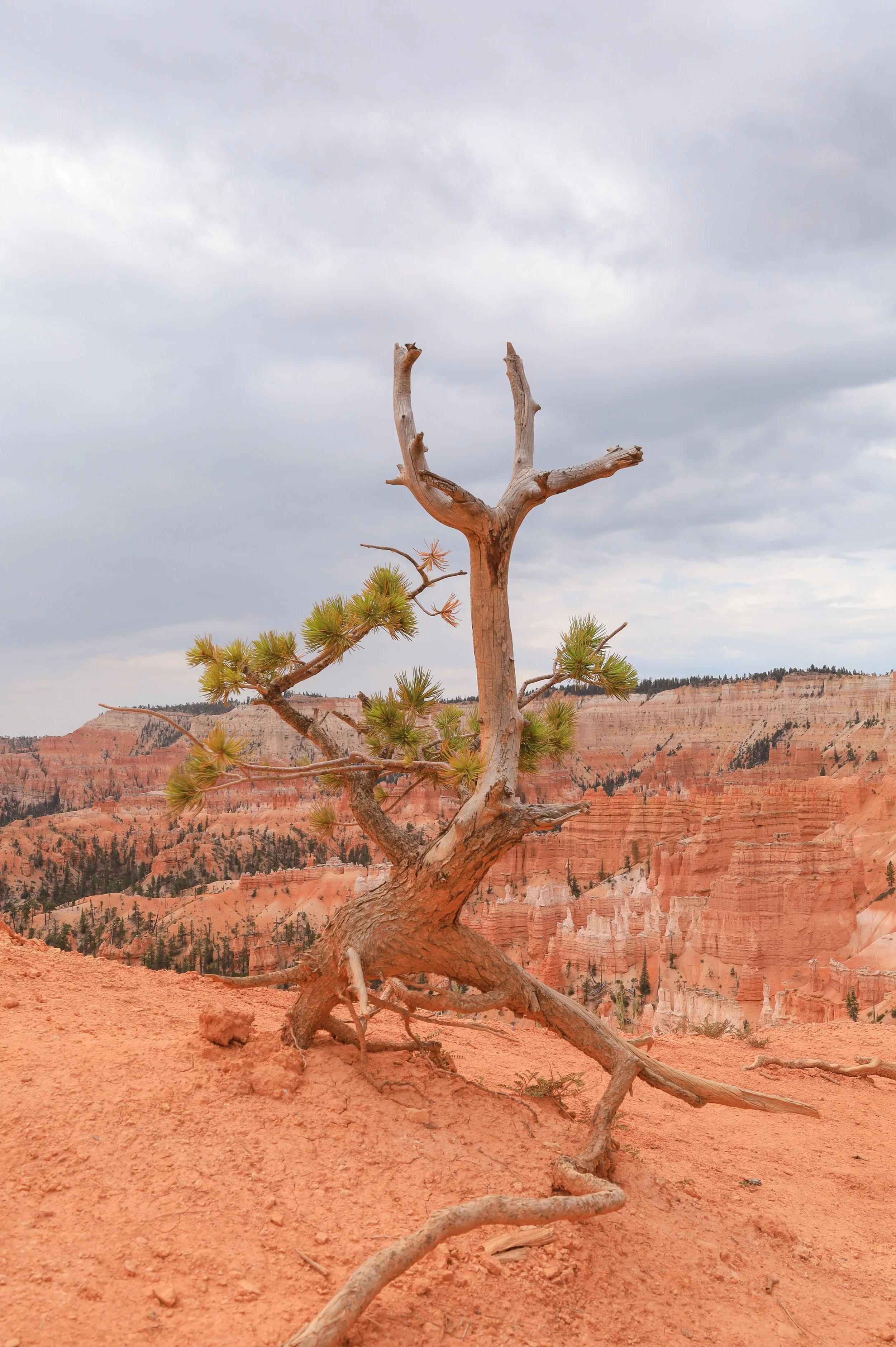 Tree along the Rim | Bryce Canyon