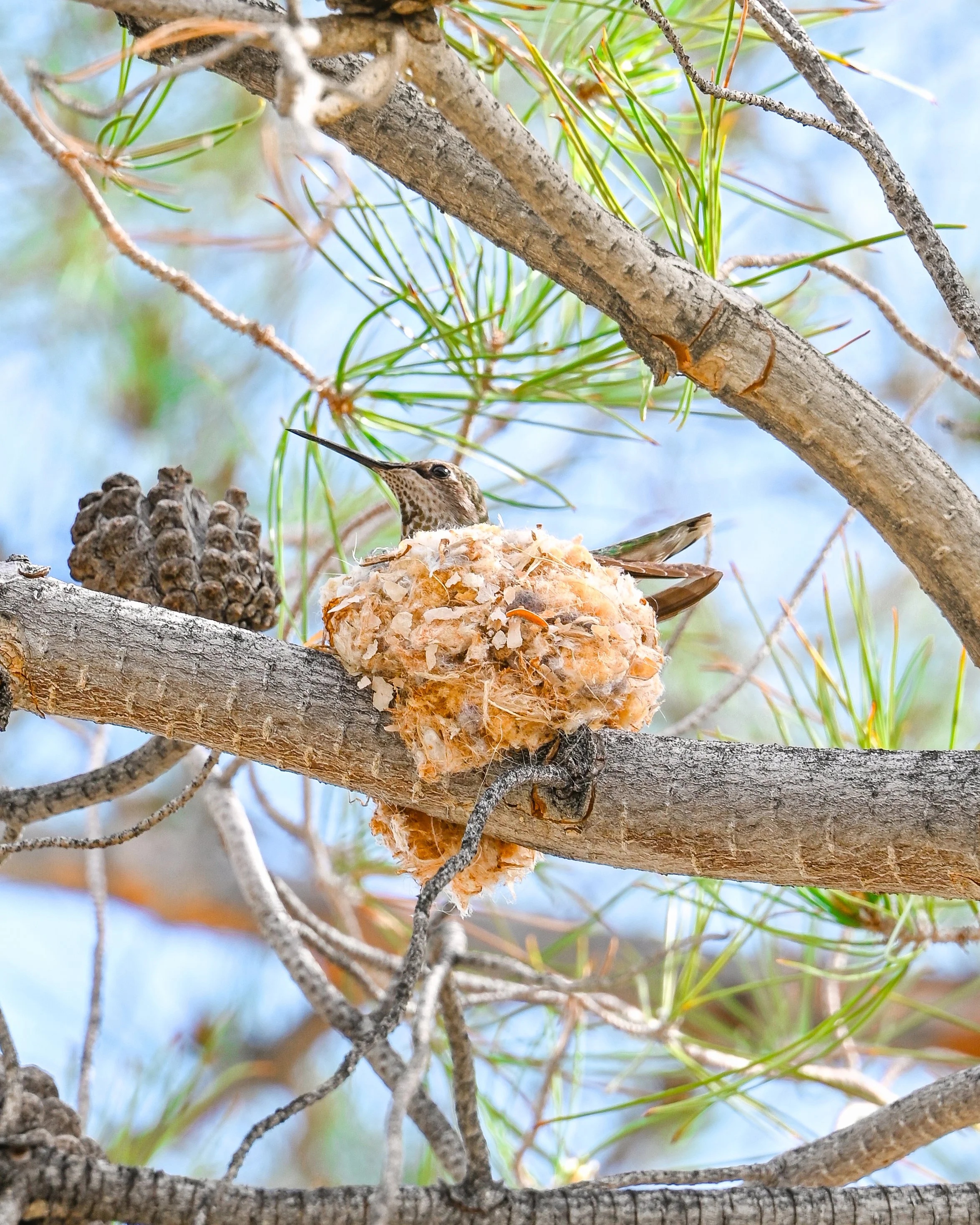 The Hummingbird's Nest