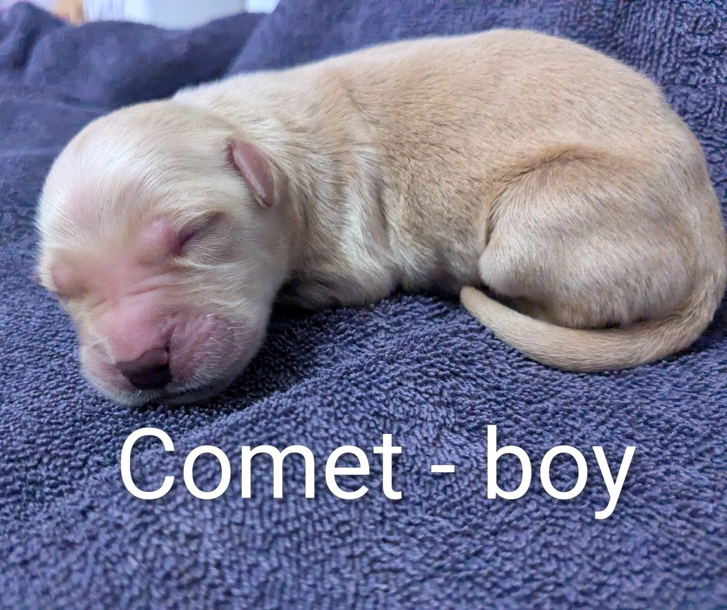 SOLD Comet - Golden Retriever male