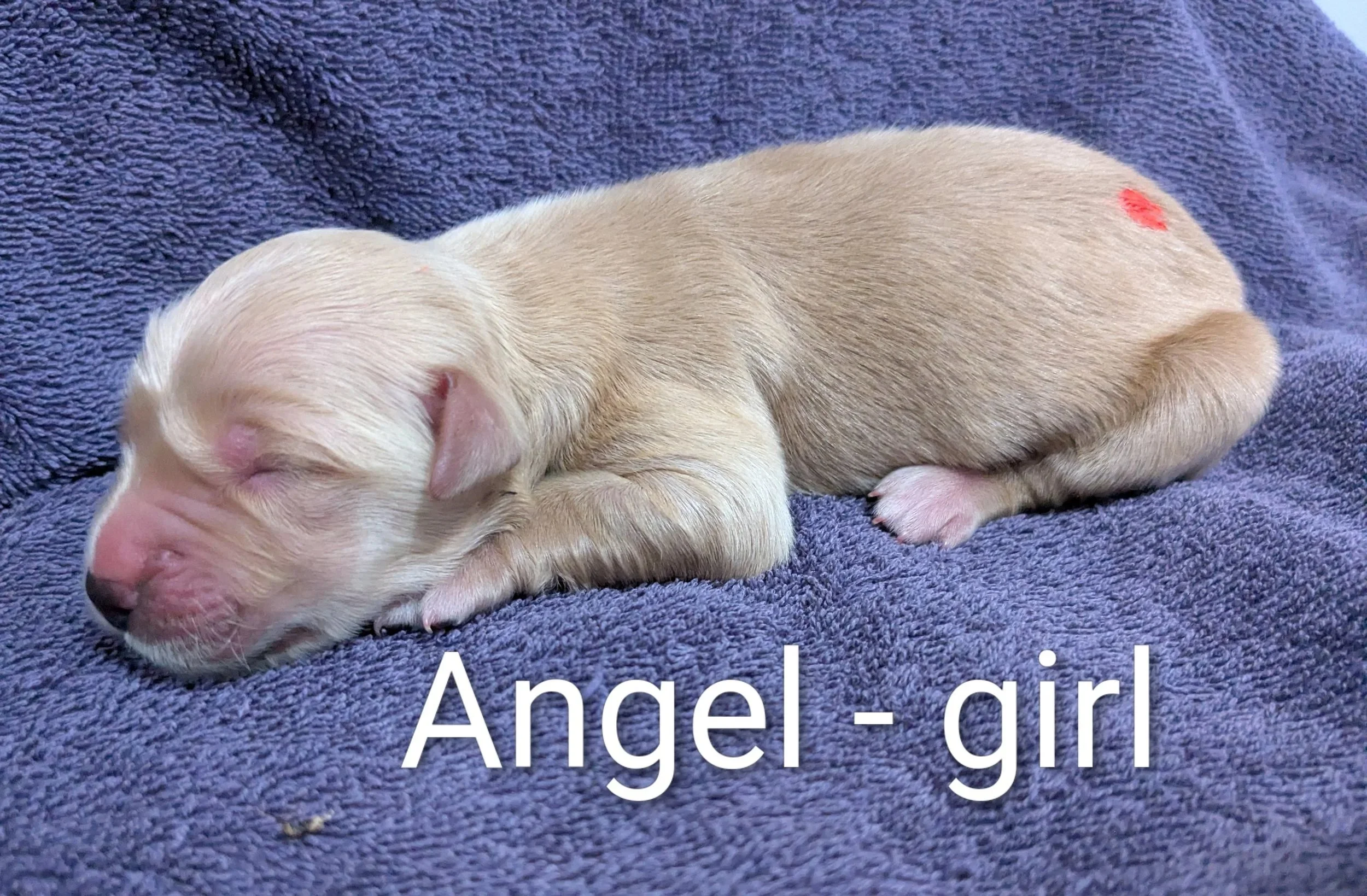 SOLD Angel - Golden Retriever female