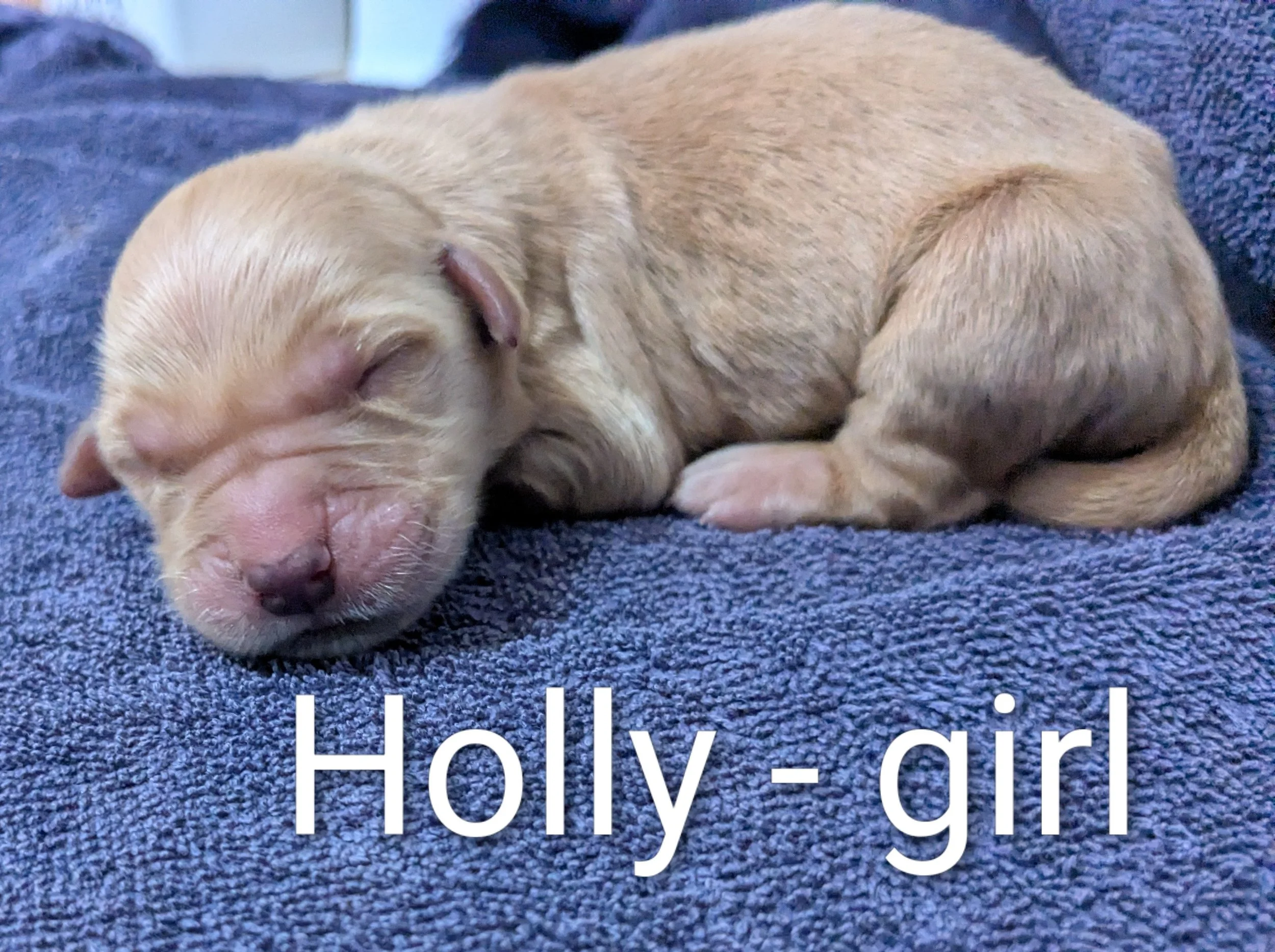 SOLD Holly - Golden Retriever female