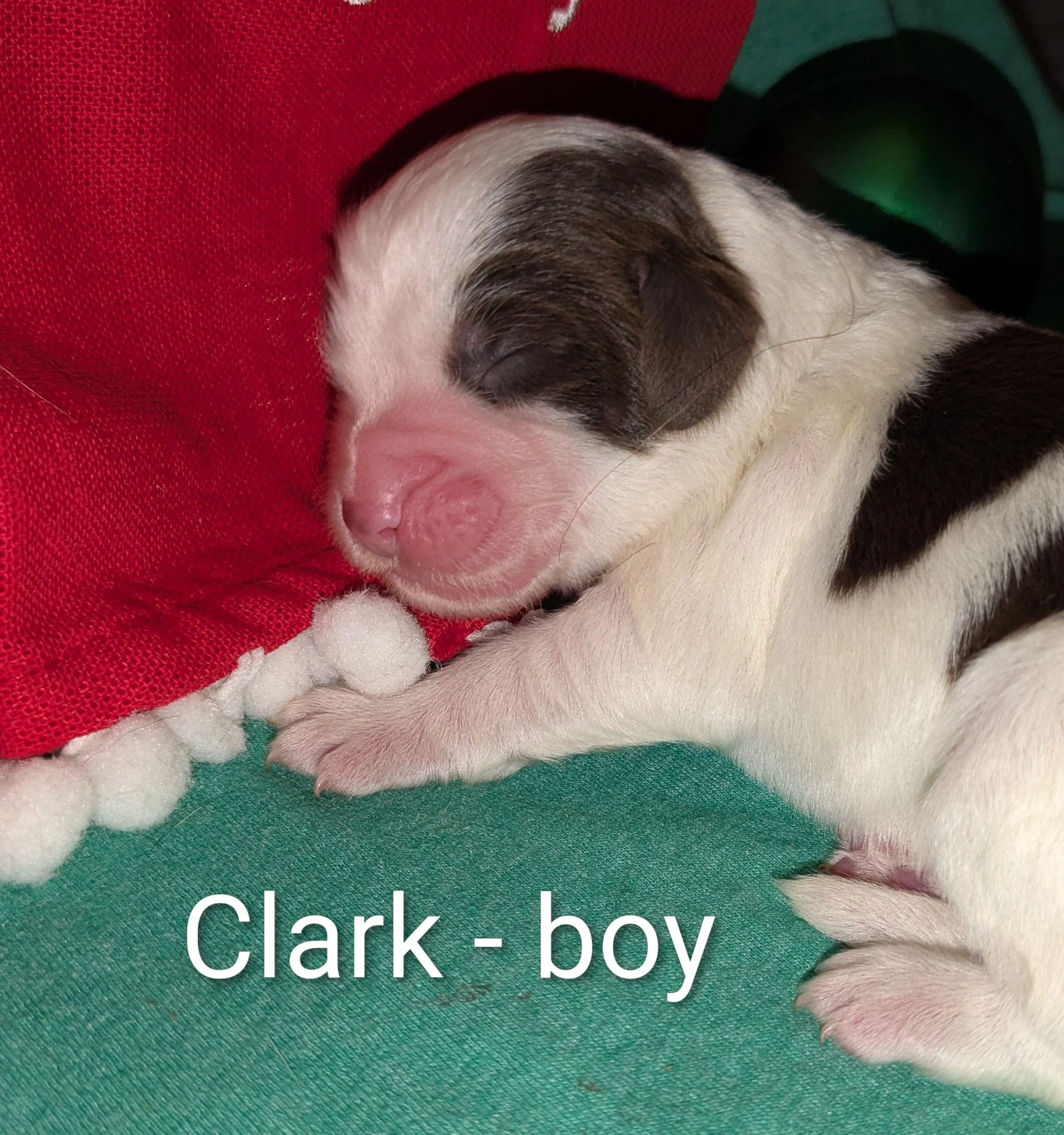 Clark - Mini Aussiedoodle male