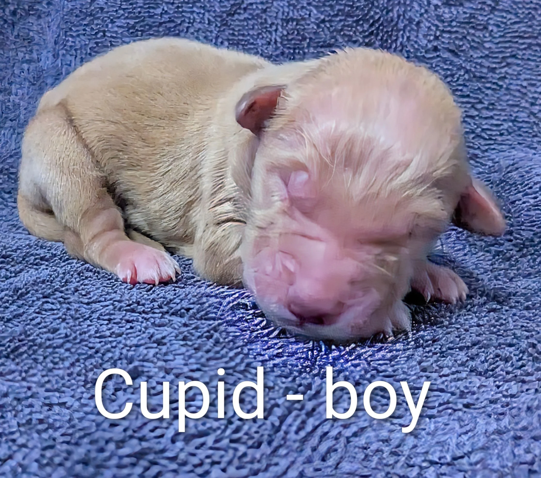 Pending Cupid - Golden Retriever male