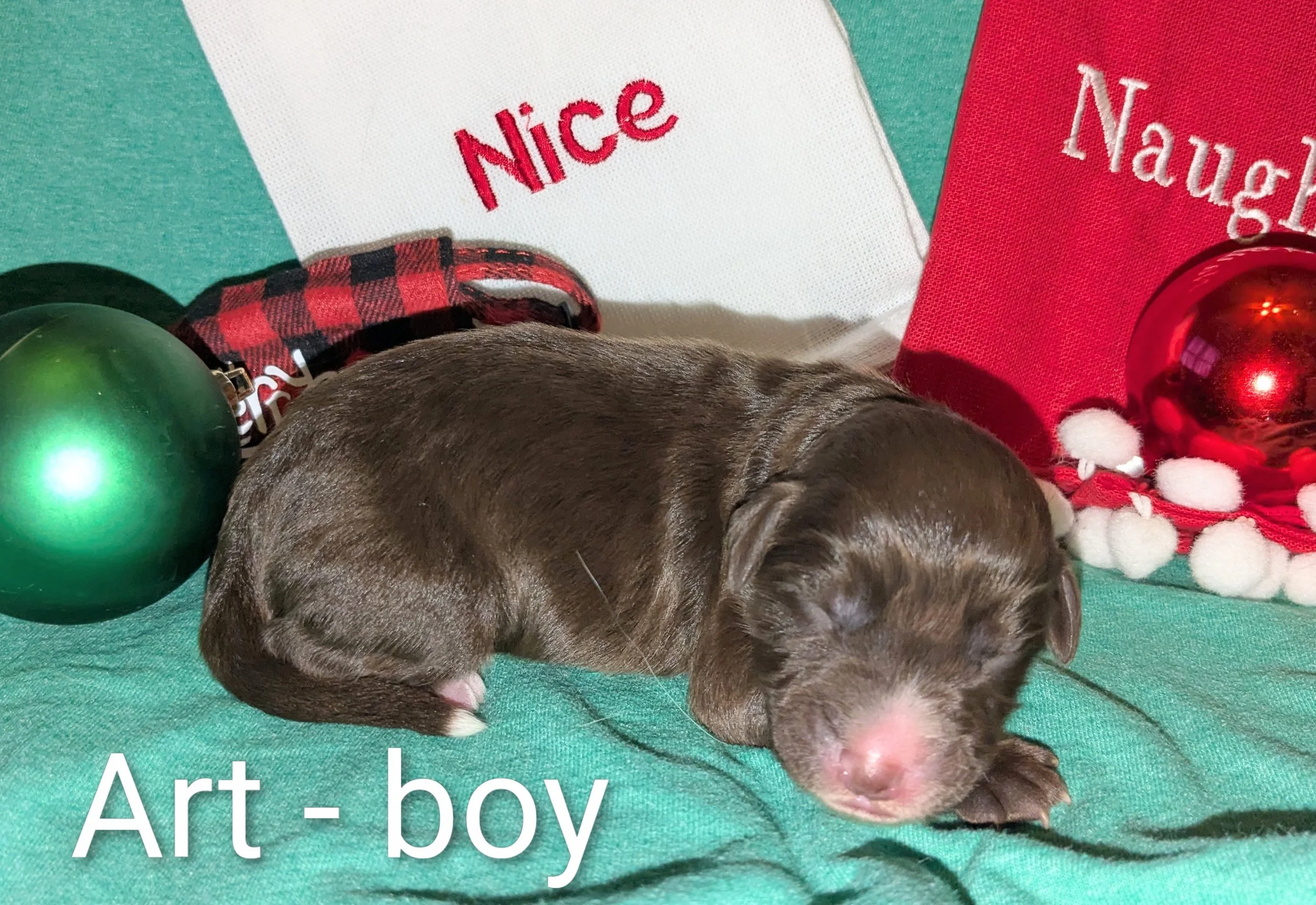 Art - Mini Aussiedoodle male