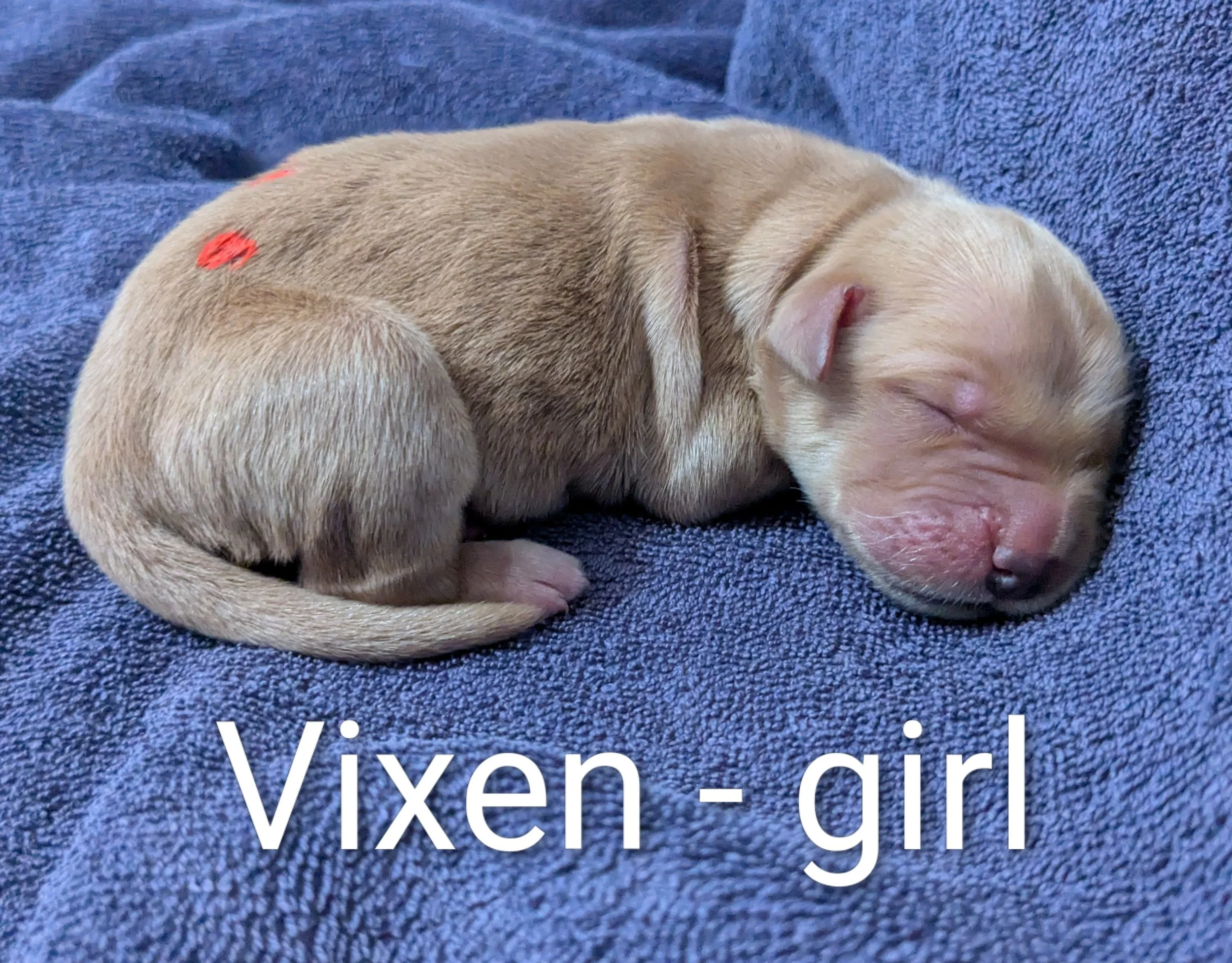 SOLD Vixen - Golden Retriever female