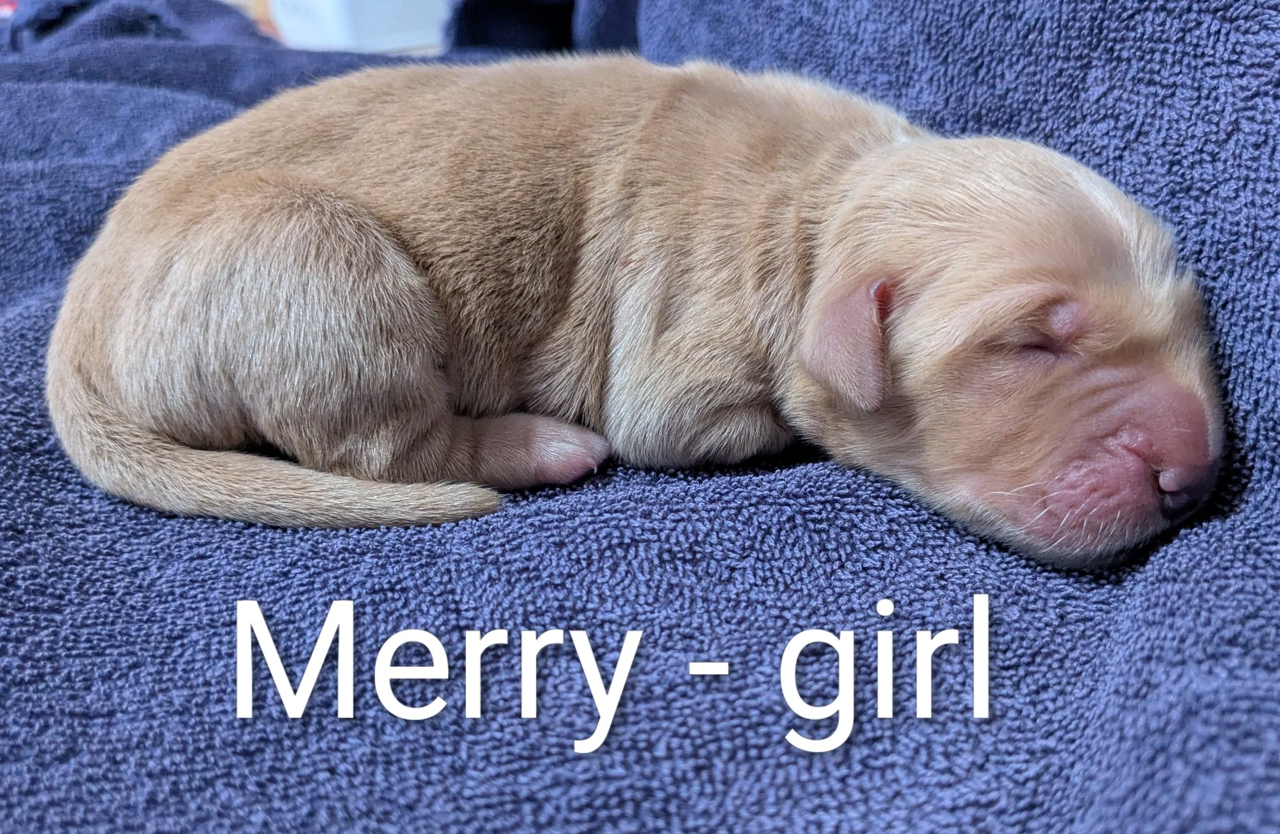 SOLD Merry - Golden Retriever female