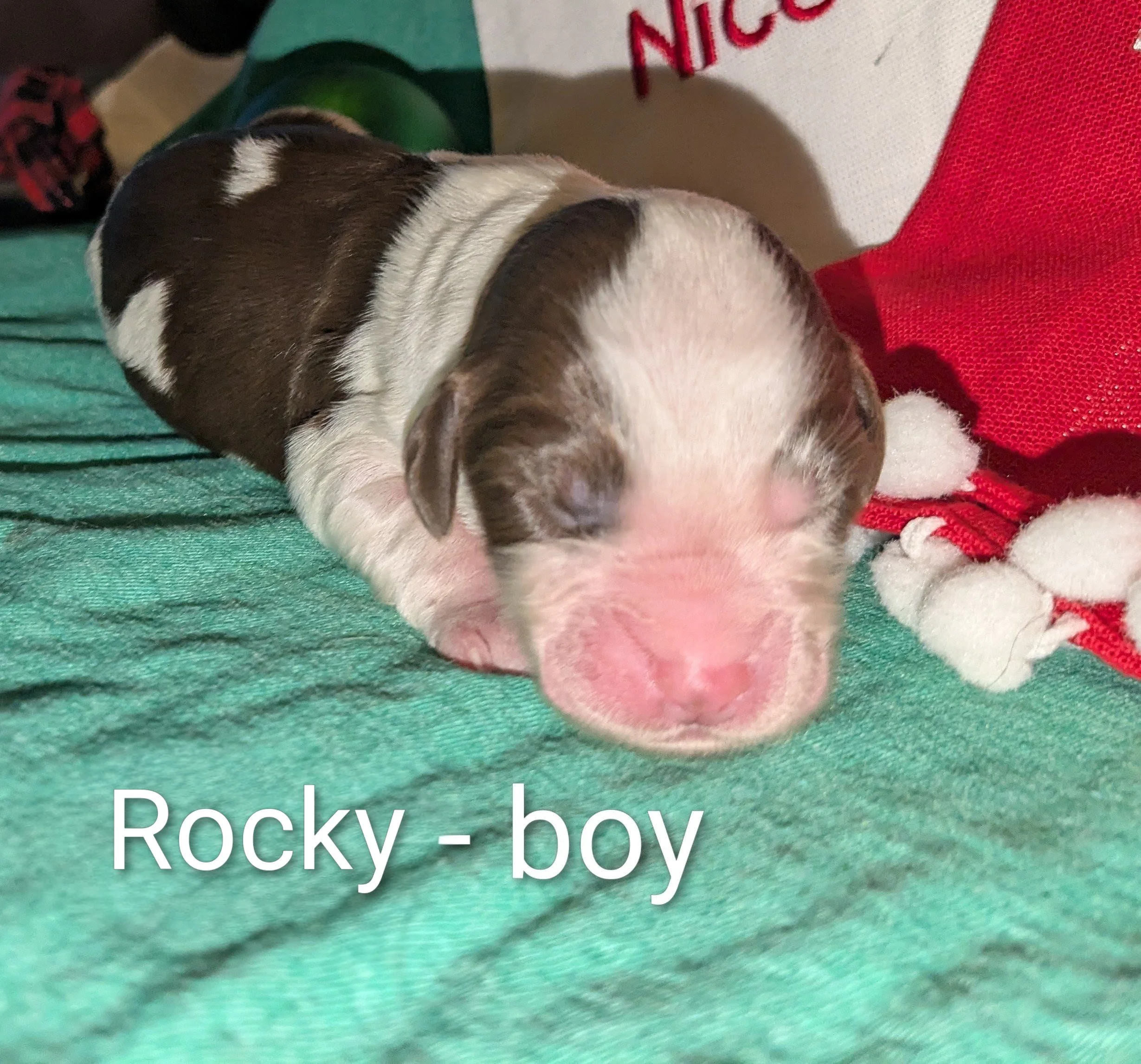 Rocky - Mini Aussiedoodle male
