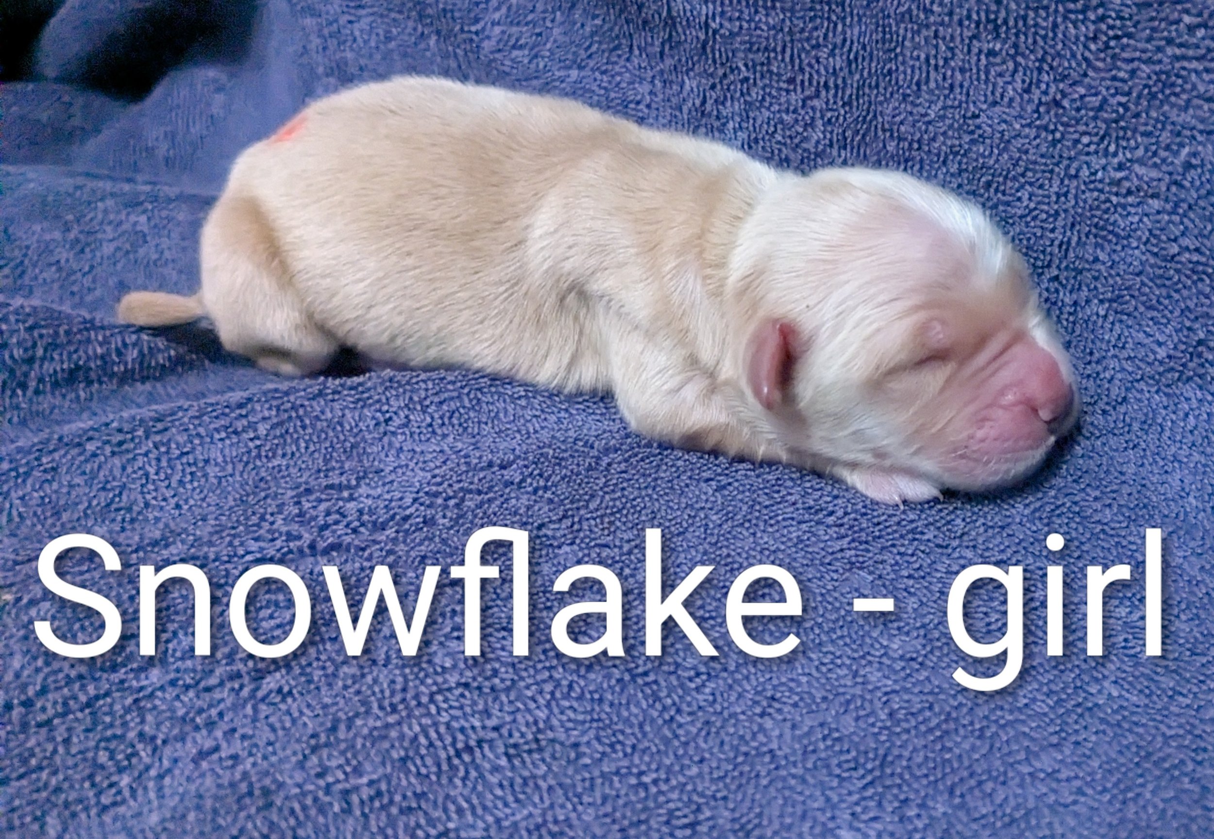 SOLD Snowflake - Golden Retriever female
