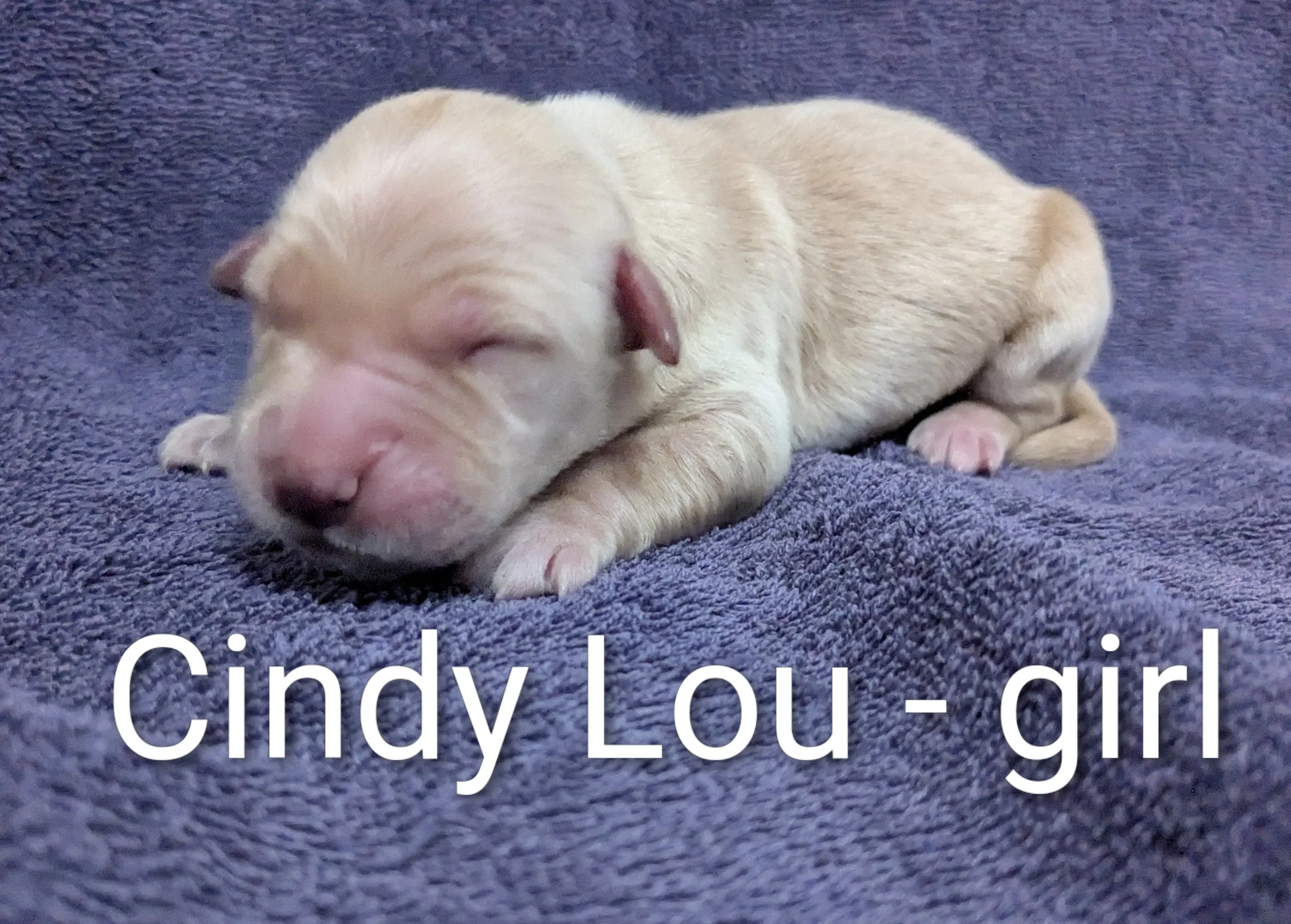 SOLD Cindy Lou - Golden Retriever female