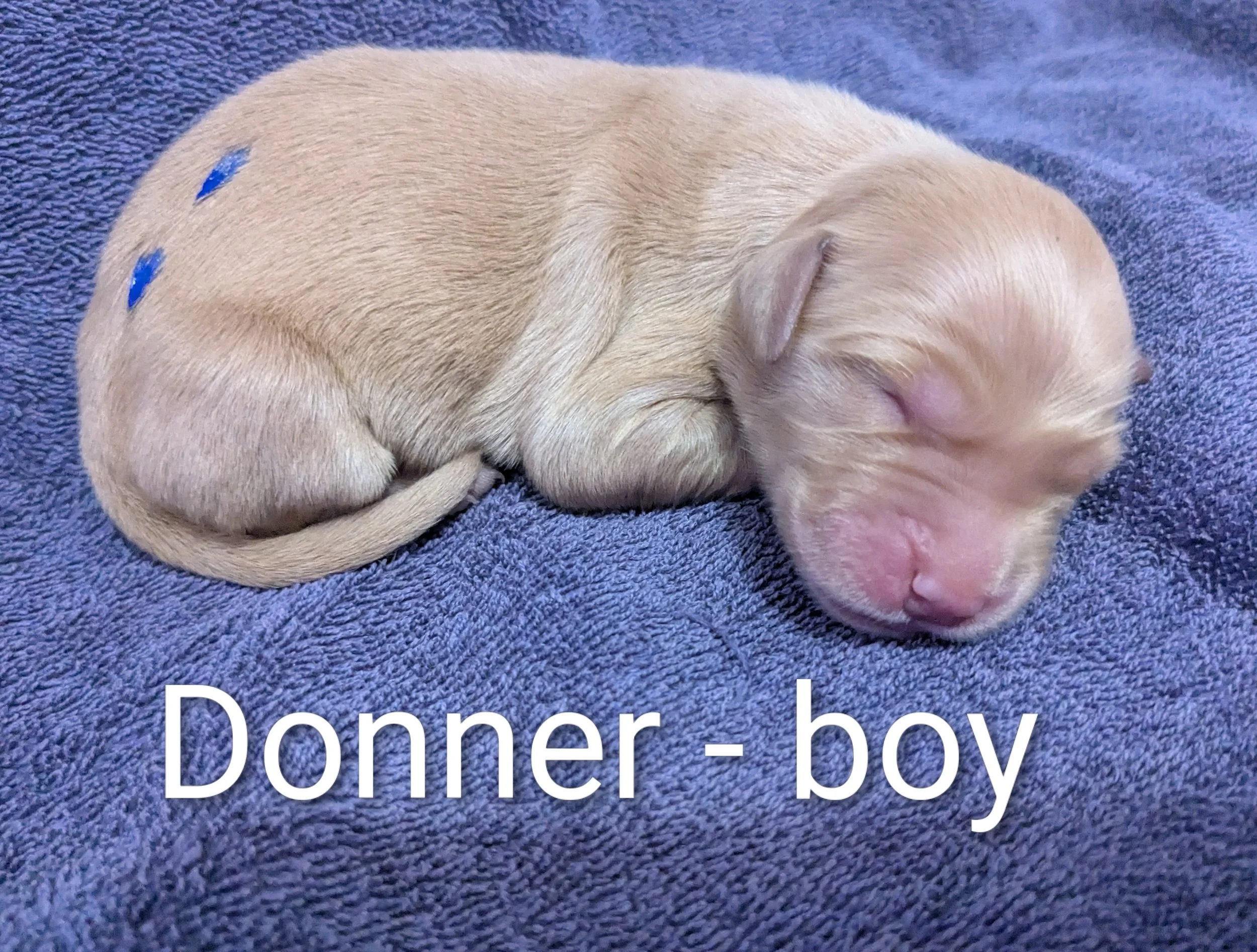 SOLD Donner - Golden Retriever male