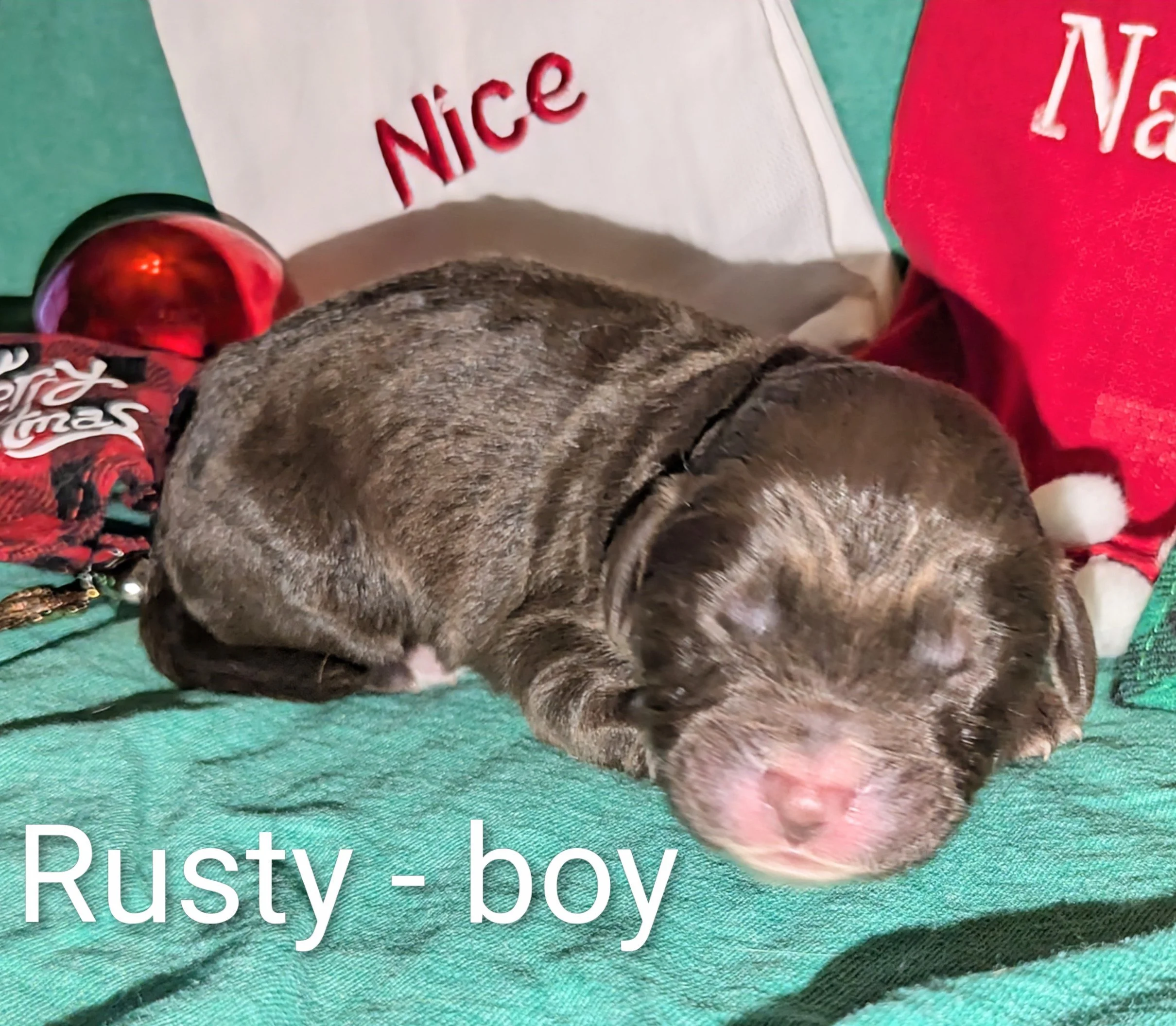 Rusty - Mini Aussiedoodle male