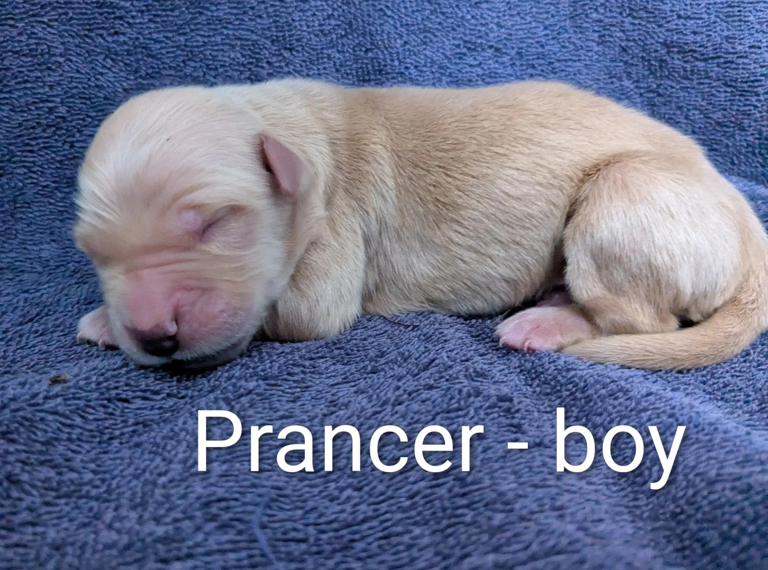 SOLD Prancer - Golden Retriever male