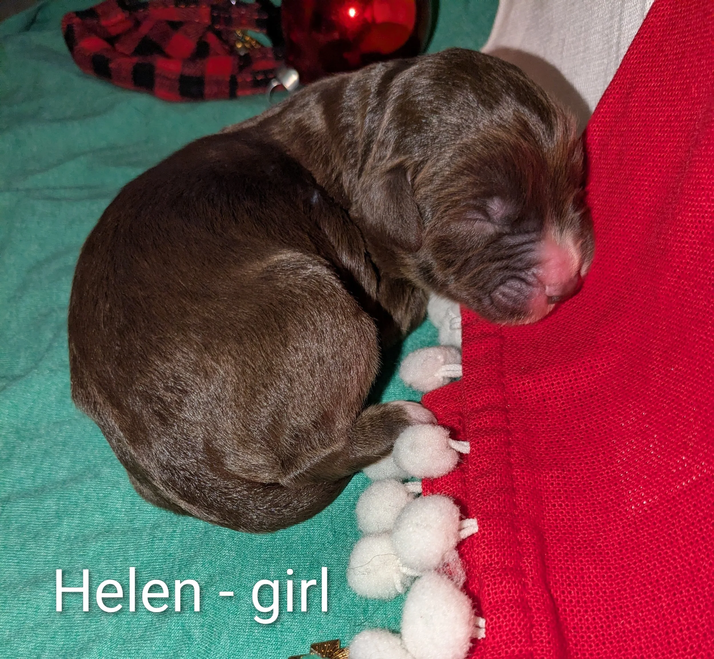 SOLD Helen - Mini Aussiedoodle female