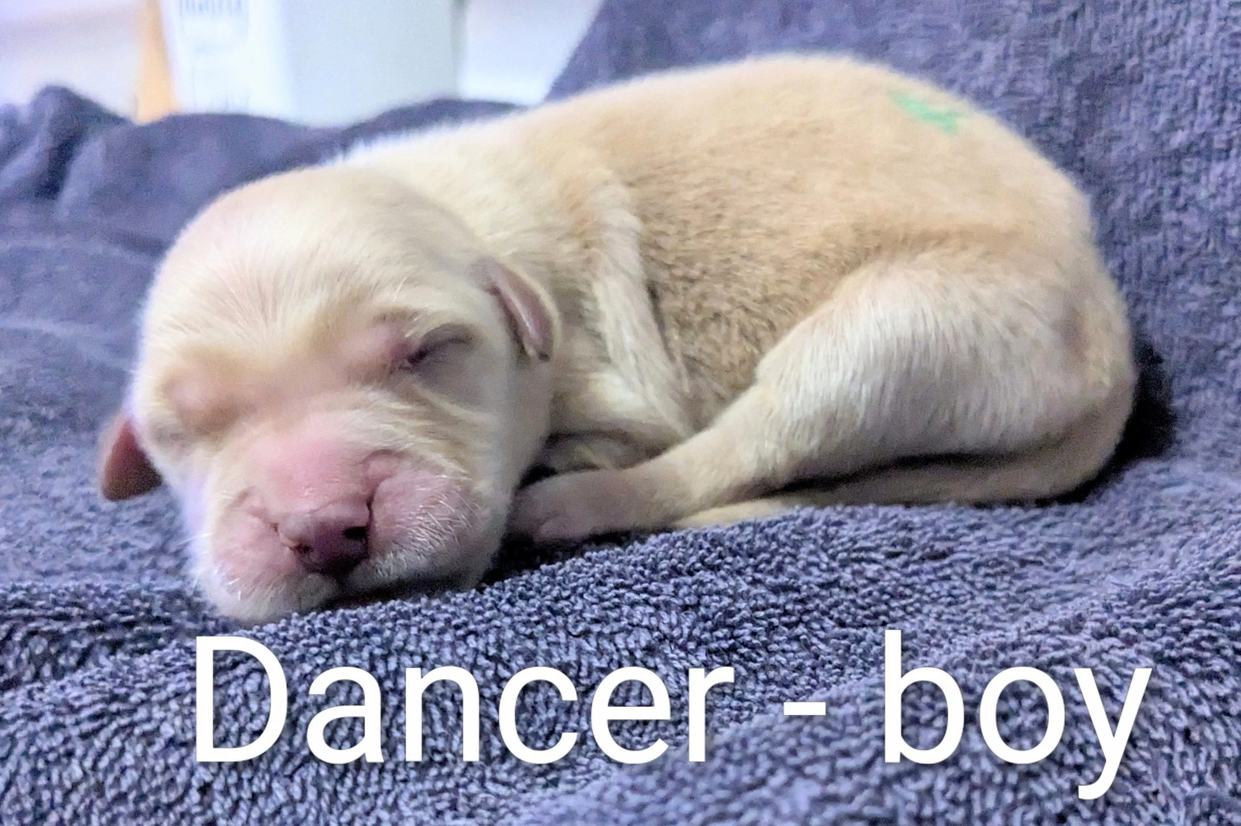 SOLD Dancer - Golden Retriever male