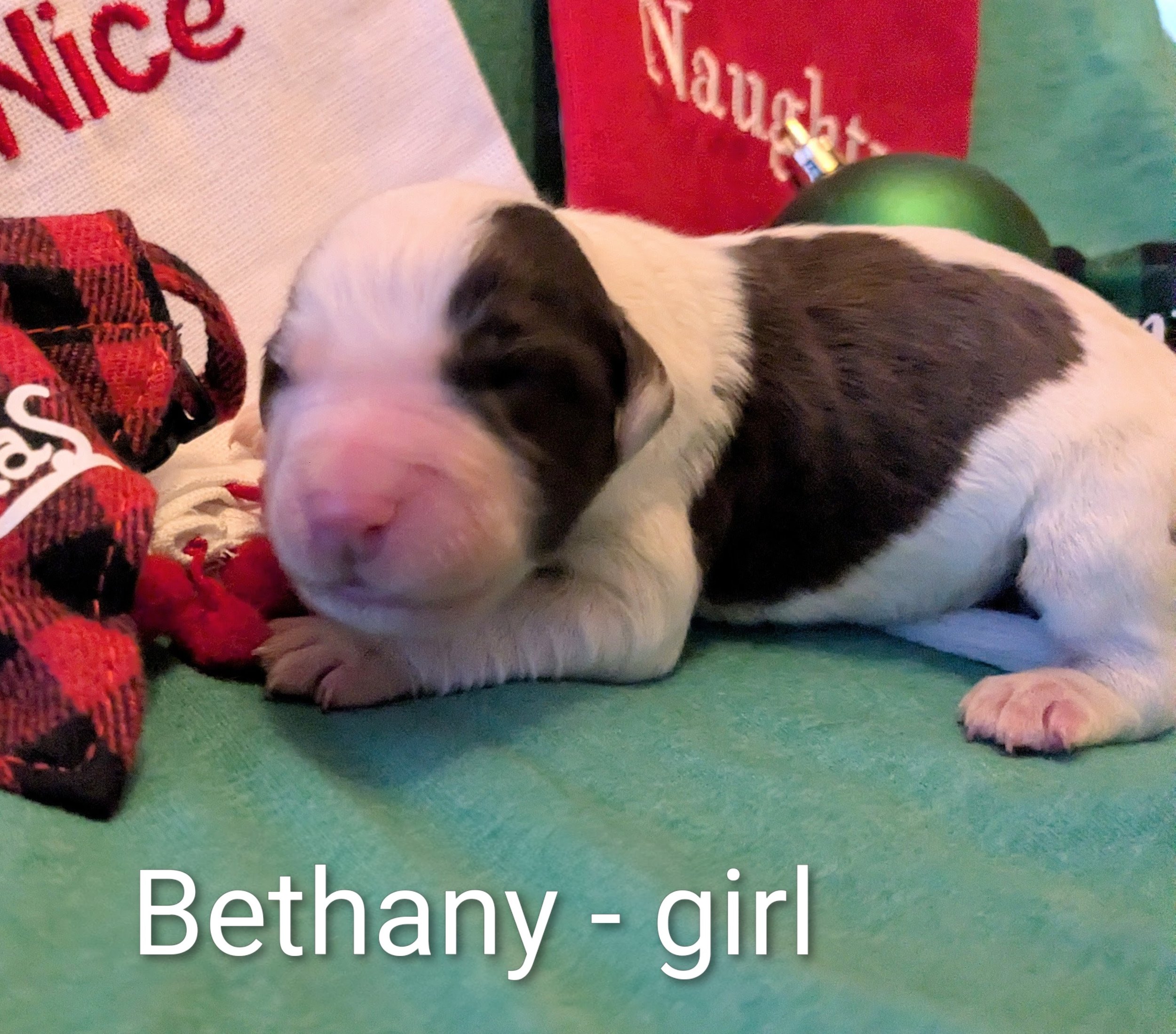 SOLD Bethany - Mini Aussiedoodle female