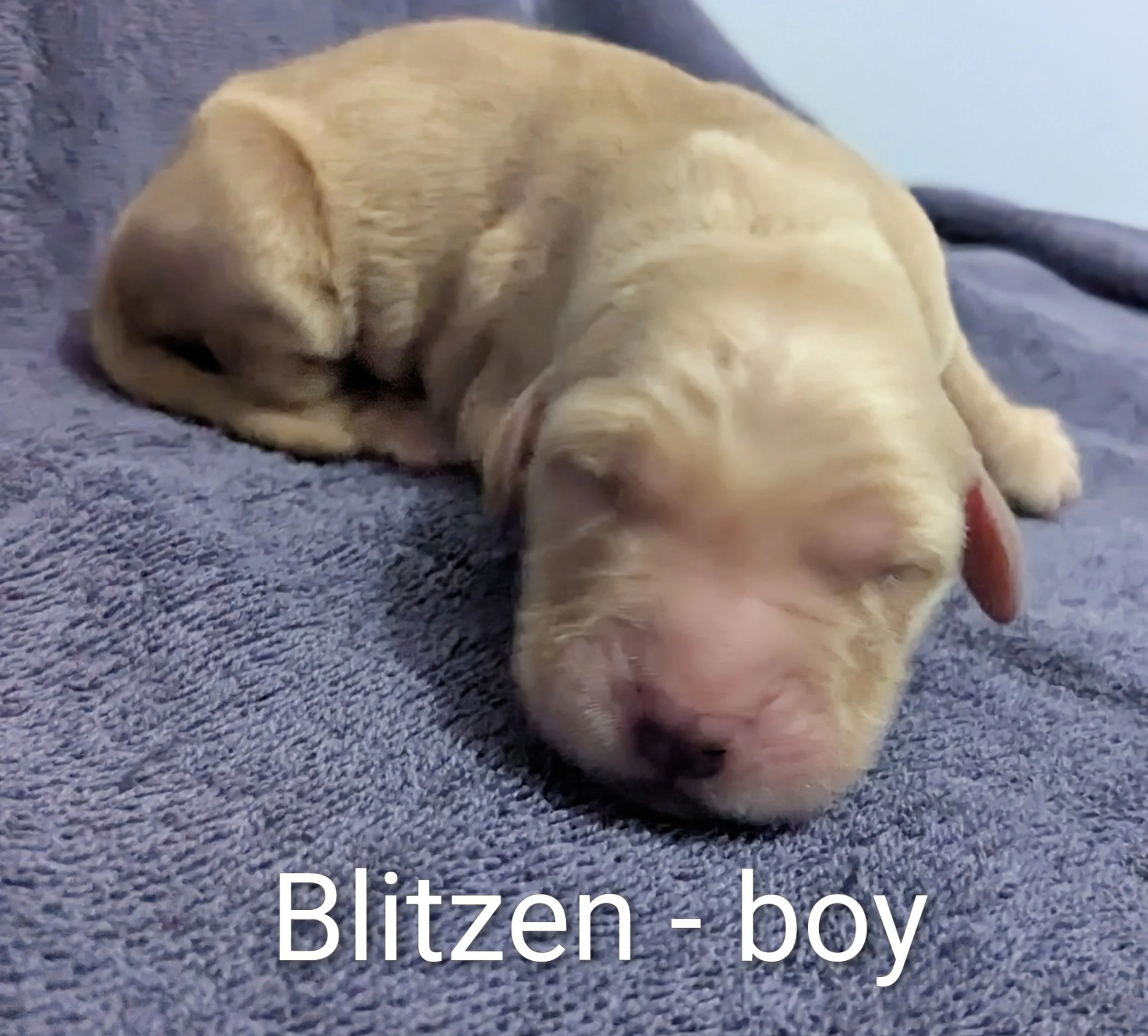 SOLD Blitzen - Golden Retriever male