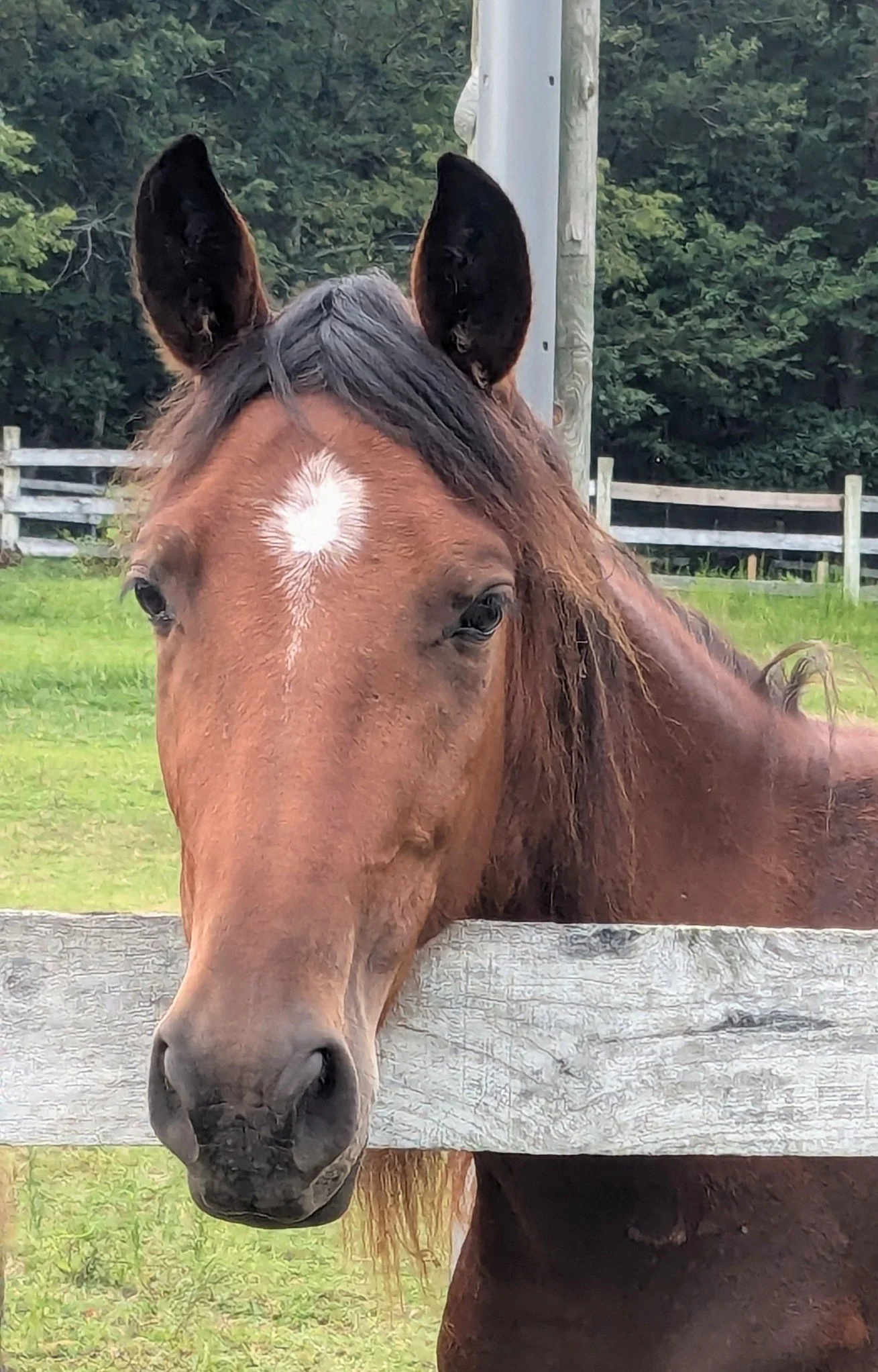 Denali - coming 4 yr Tennessee Walking Horse Mare